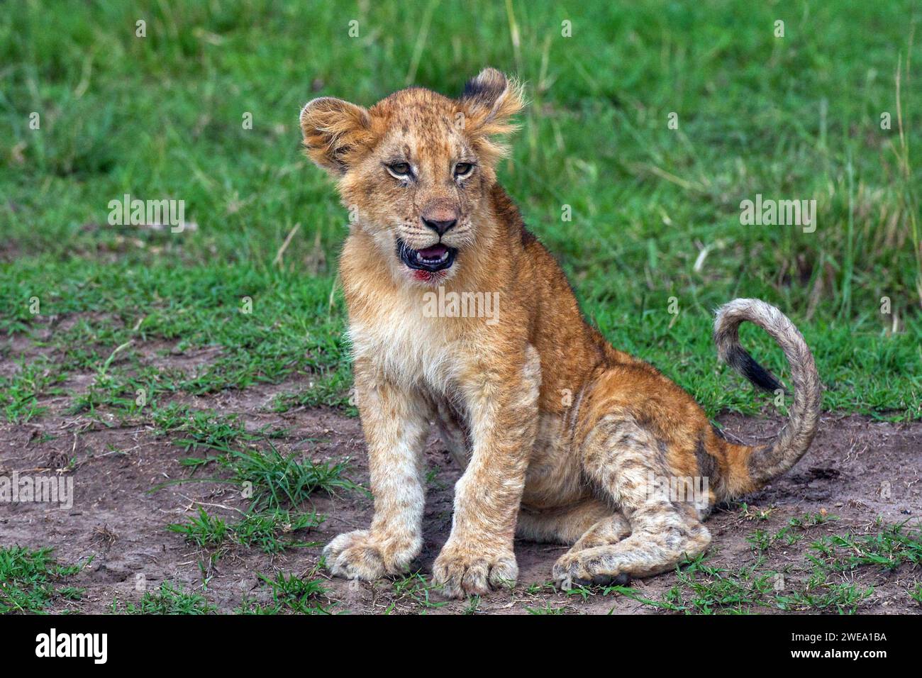 Löwennachwuchs (Panthera leo), Tuerkinder, Löwenbaby, Stock Photo
