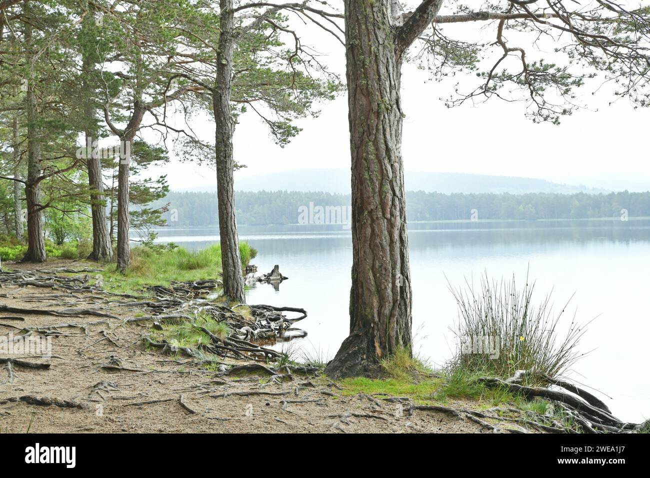 Loch Garten, one of the Speyside forest lochs in Forest