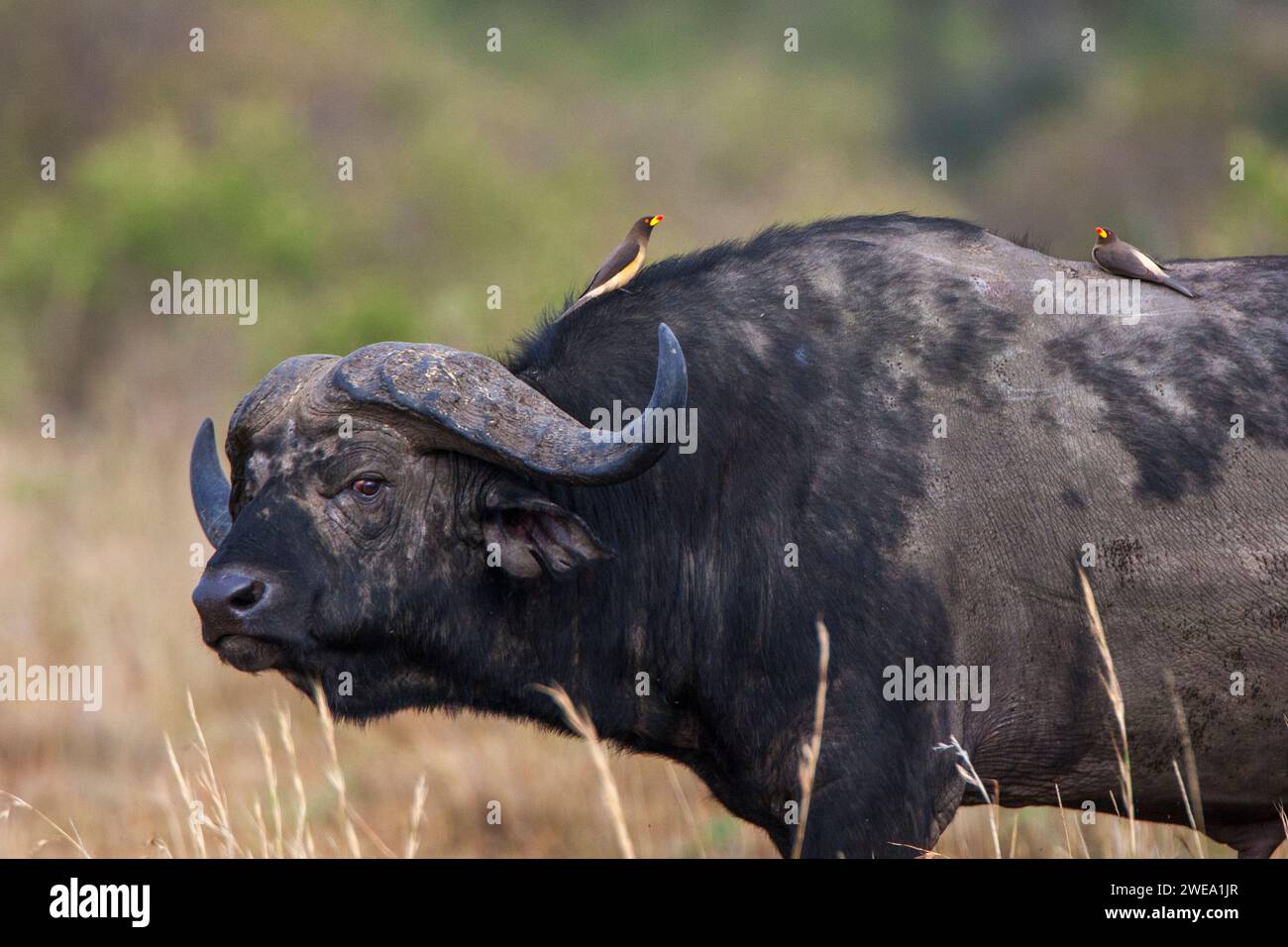 Kaffernbüffel (Syncerus caffer) mit Rotschnabel-Madenhacker Stock Photo