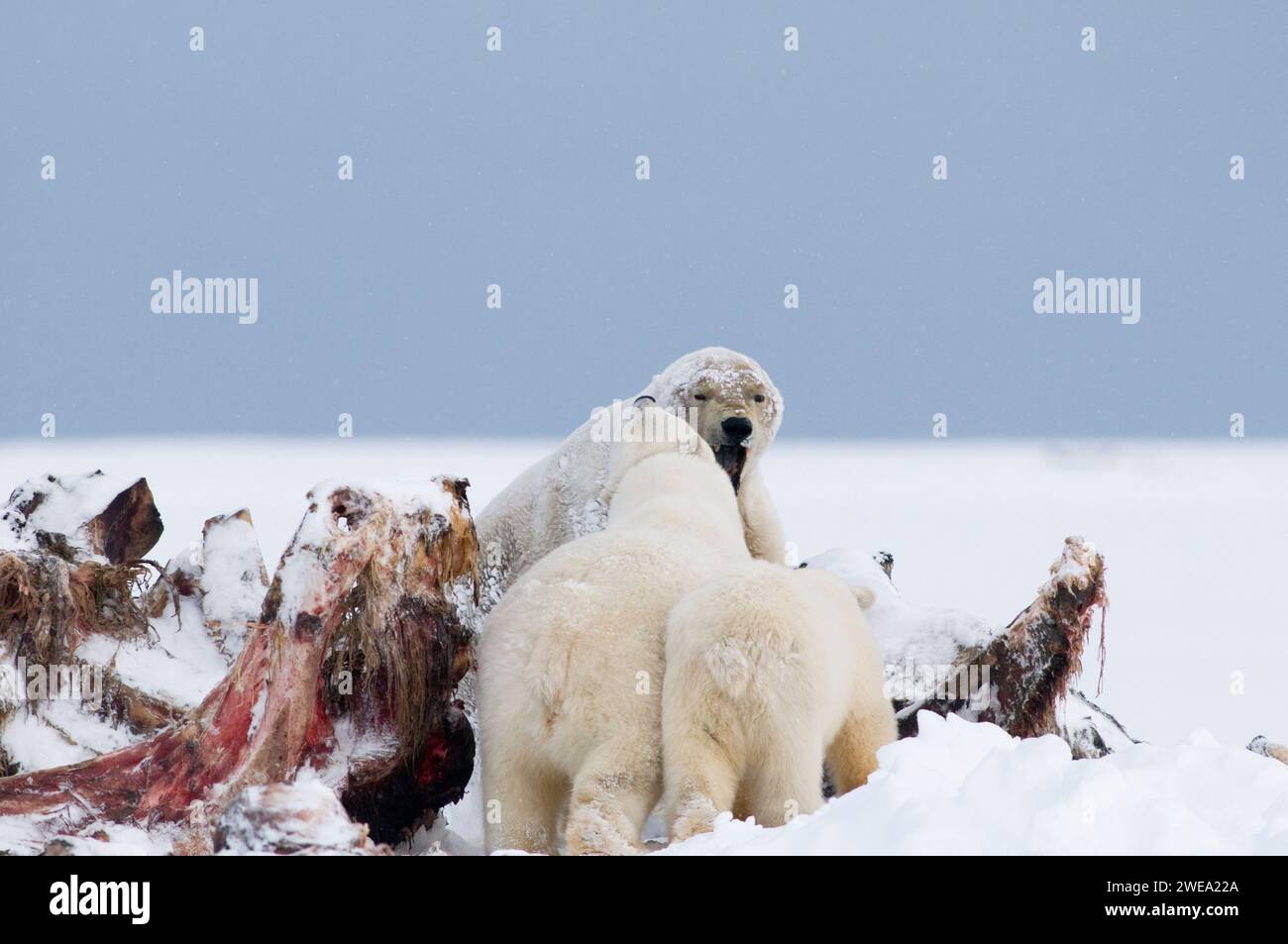 Polar Bears Ursus Maritimus Old Boar Sow With Cubs Scavenging On Whale Bones For Meat And