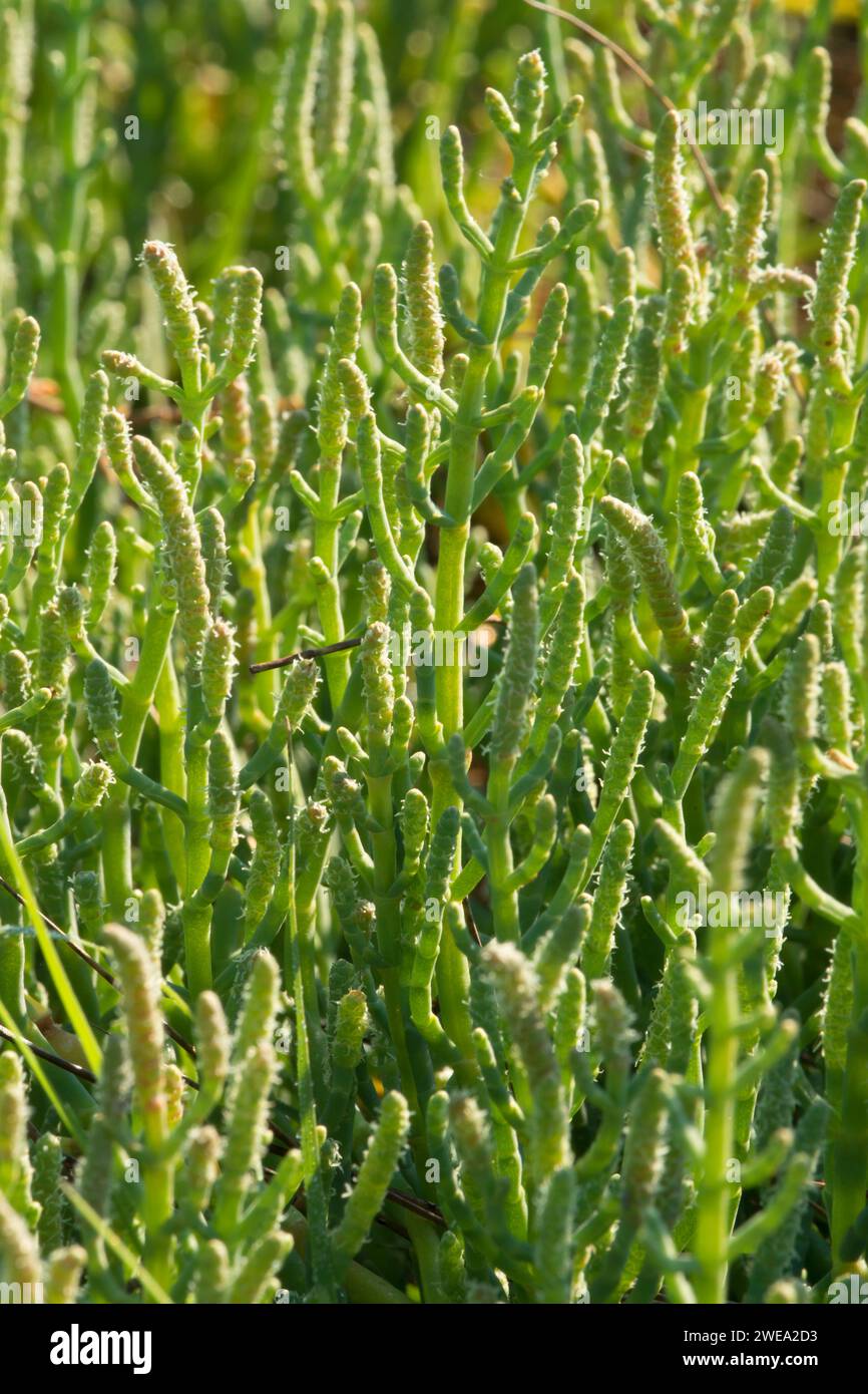 Pickleweed, Dosewallips State Park, Washington Stock Photo