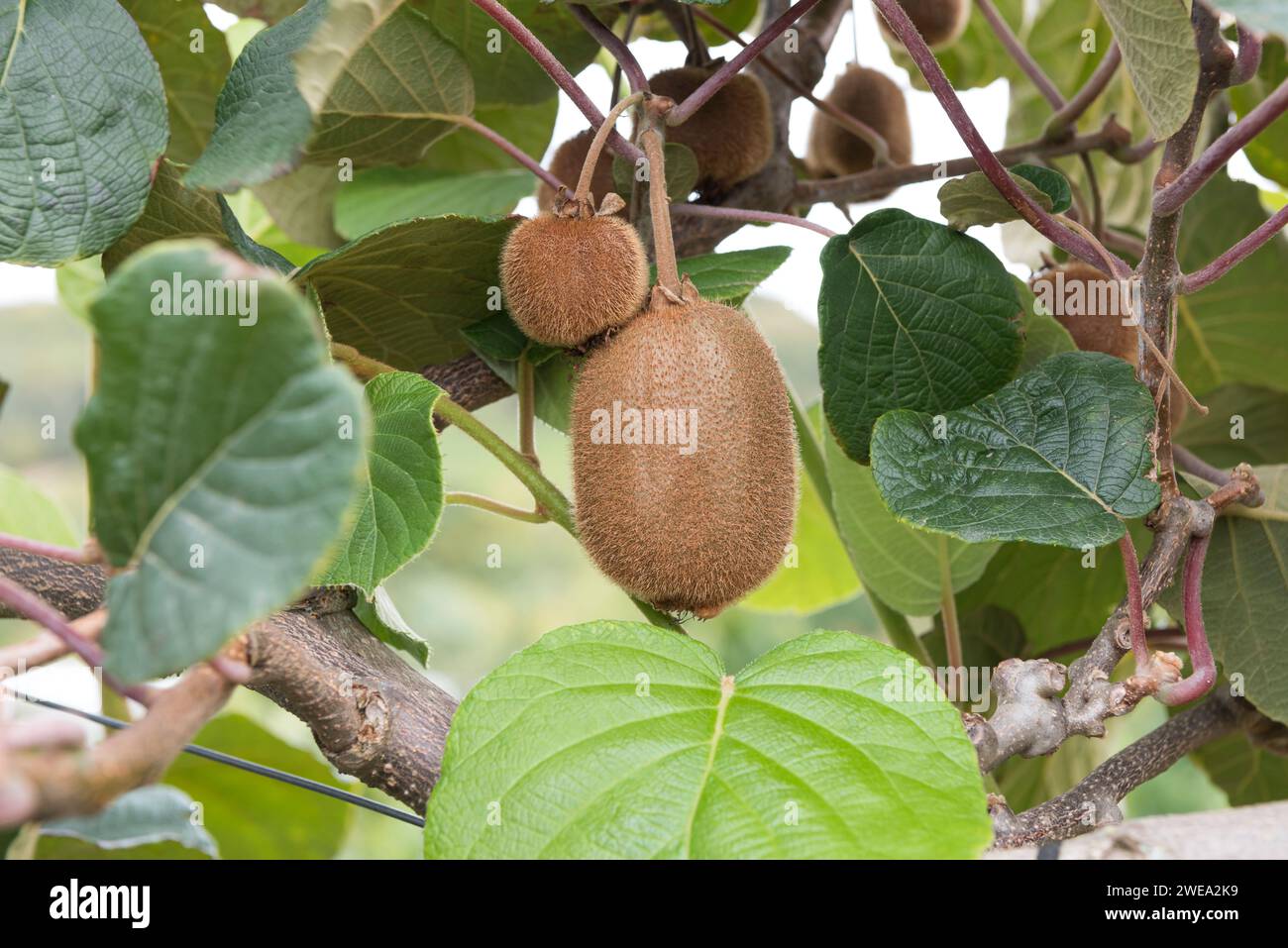 Kiwi-Früchte am Baum, Neuseeland, Stock Photo