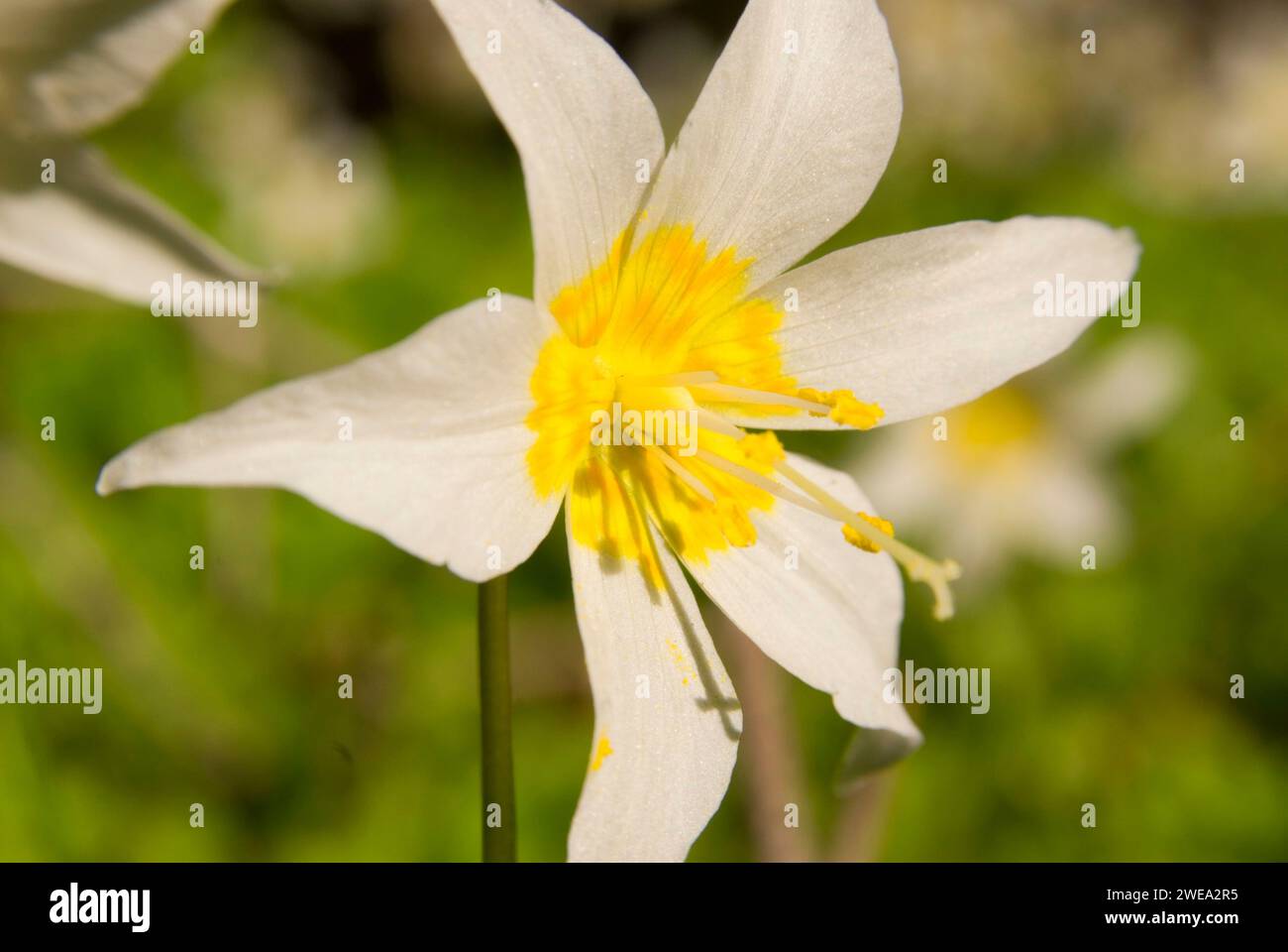 Avalanche lily, Olympic National Park, Washington Stock Photo - Alamy