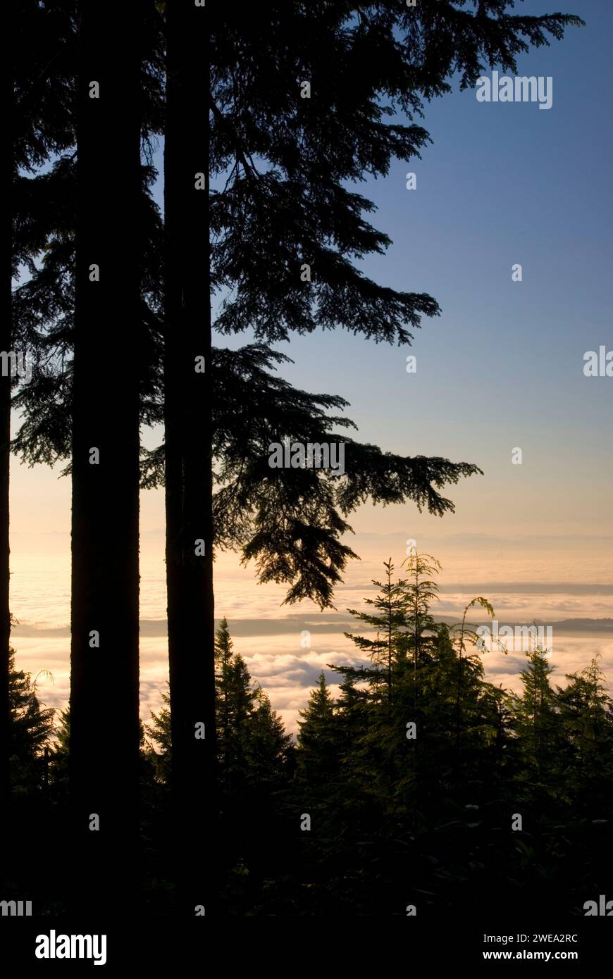 Fir silhouette with fog over Puget Sound from Mt Walker Viewpoint, Olympic National Forest, Washington Stock Photo