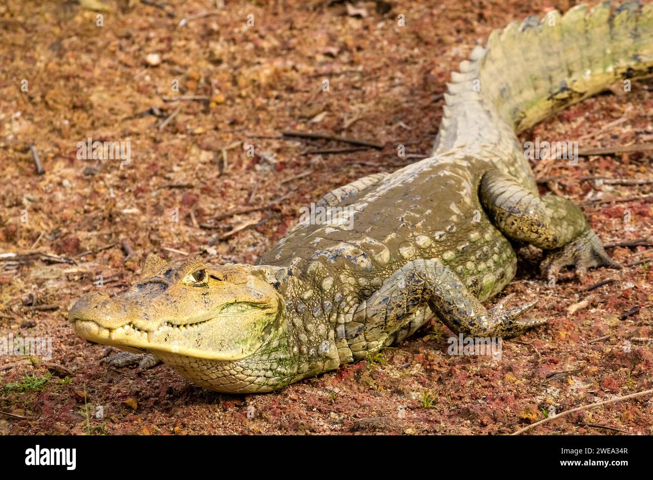 Mittelamerika, Costa Rica, Krokodil, Kaiman, Kaimankrokodil, (Caiman crocodilus), Stock Photo