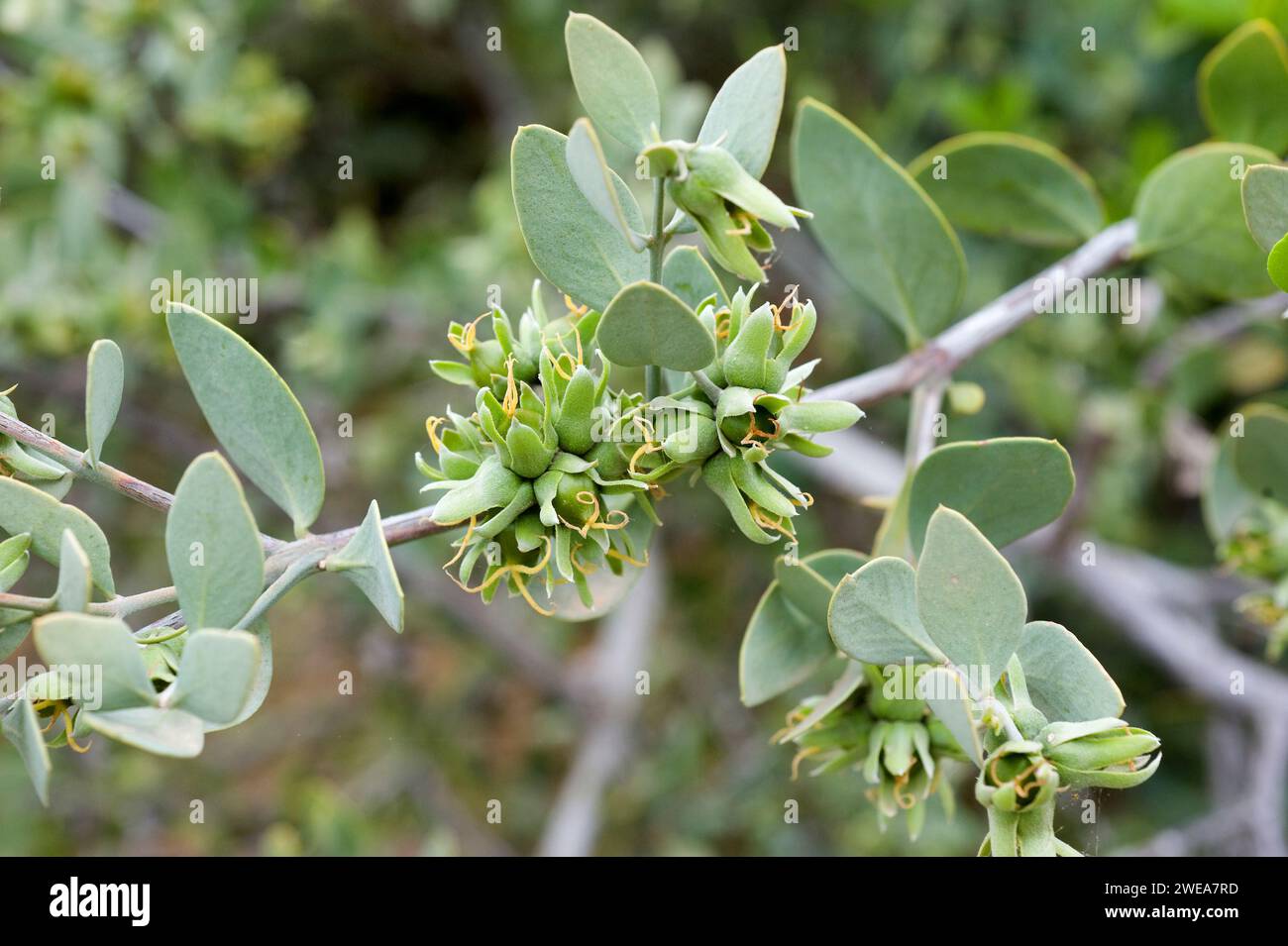 Jojoba (Simondsia chinensis) is a deciduous shrub endemic to noerthwestern Mexico and southwestern USA. Its seeds produce joba oil. Female flowers det Stock Photo