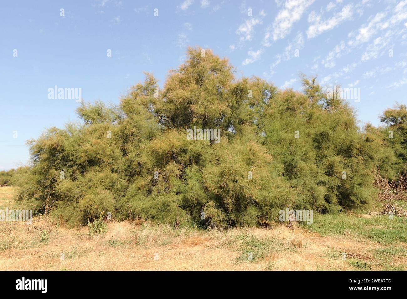 Taray or taraje (Tamarix africana) is a deciduous small tree native to western Mediterranean coasts. This photo was taken in Emporda, Girona province, Stock Photo