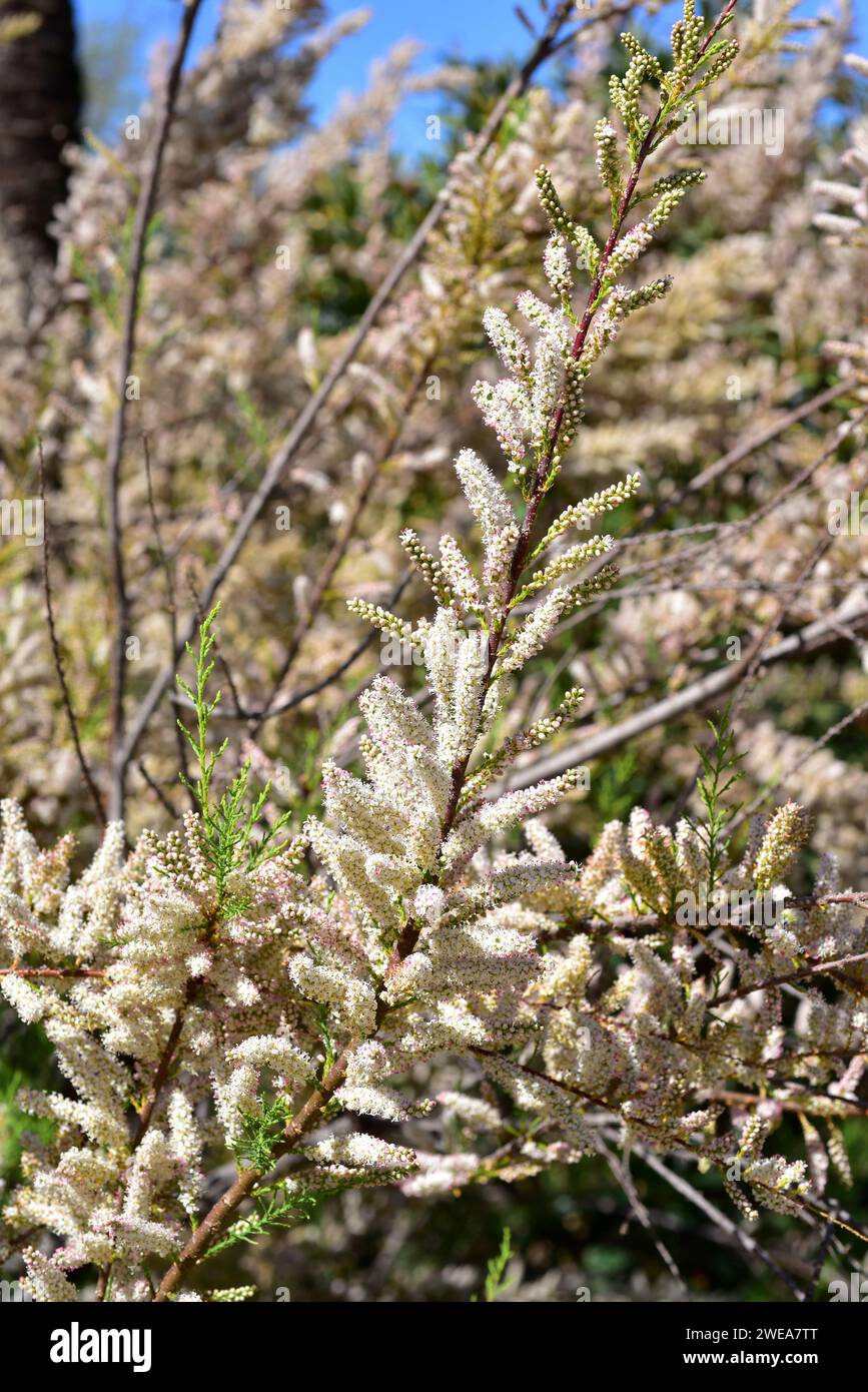 Taray or taraje (Tamarix africana) is a deciduous small tree native to western Mediterranean coasts. Flowers detail. Stock Photo