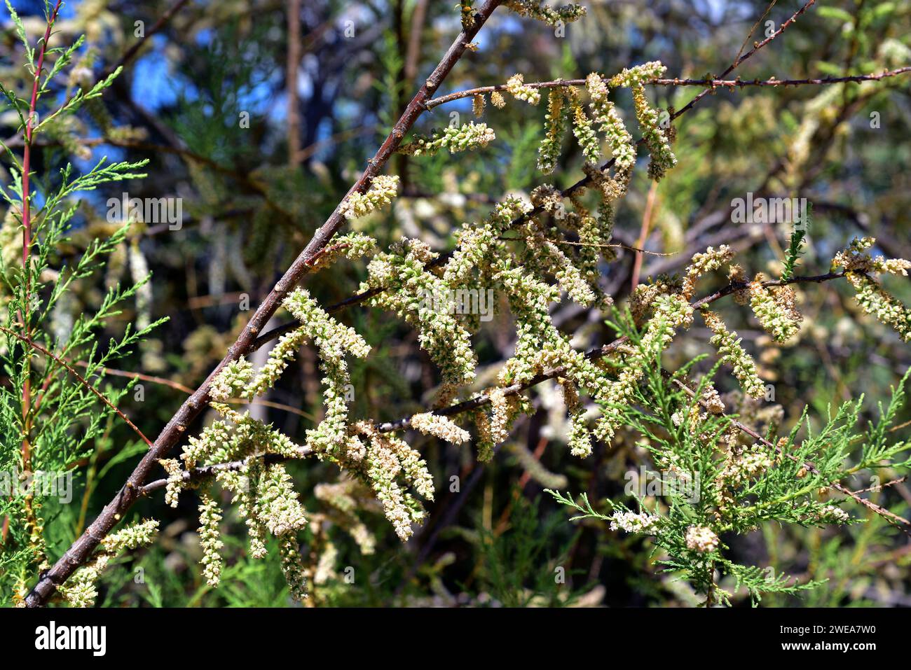 Atarfe or taray (Tamarix boveana) is a shrub or small tree native to southeastern Spain and north Africa. Flowers and fruits detail. Stock Photo