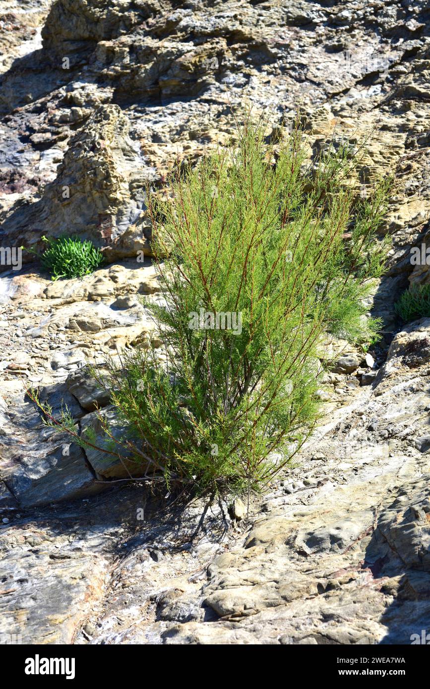 French tamarisk (Tamarix gallica) is a deciduous shrub or small tree native to western Asia and common in Mediterranean Basin coasts. This photo was t Stock Photo