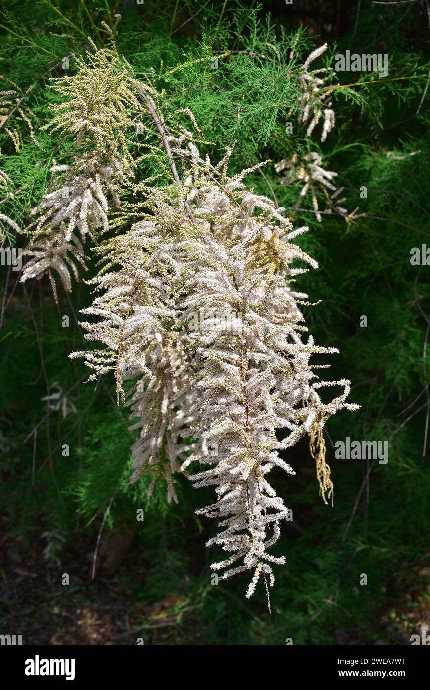French tamarisk (Tamarix gallica) is a deciduous shrub or small tree native to western Asia and common in Mediterranean Basin coasts. Flowers detail. Stock Photo