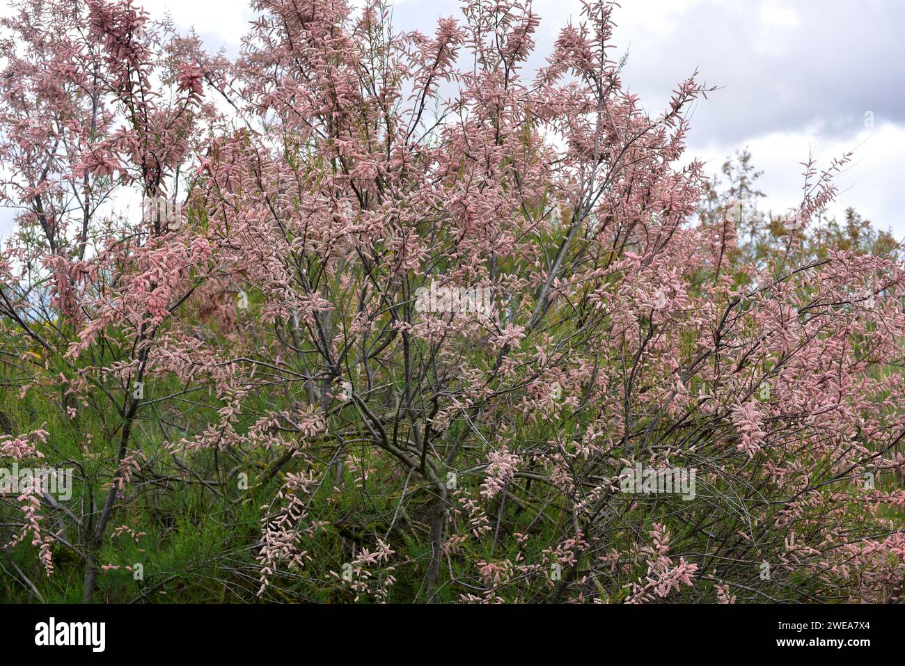 French tamarisk (Tamarix gallica) is a deciduous shrub or small tree native to western Asia and common in Mediterranean Basin coasts. Flowers detail. Stock Photo