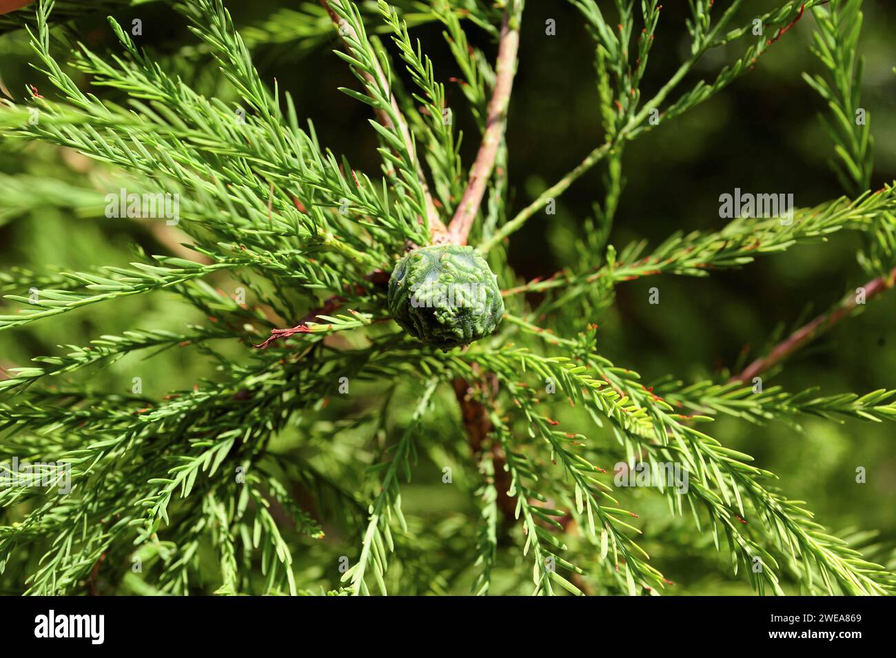 Bald cypress (Taxodium distichum) is a deciduous conifer tree native to ...