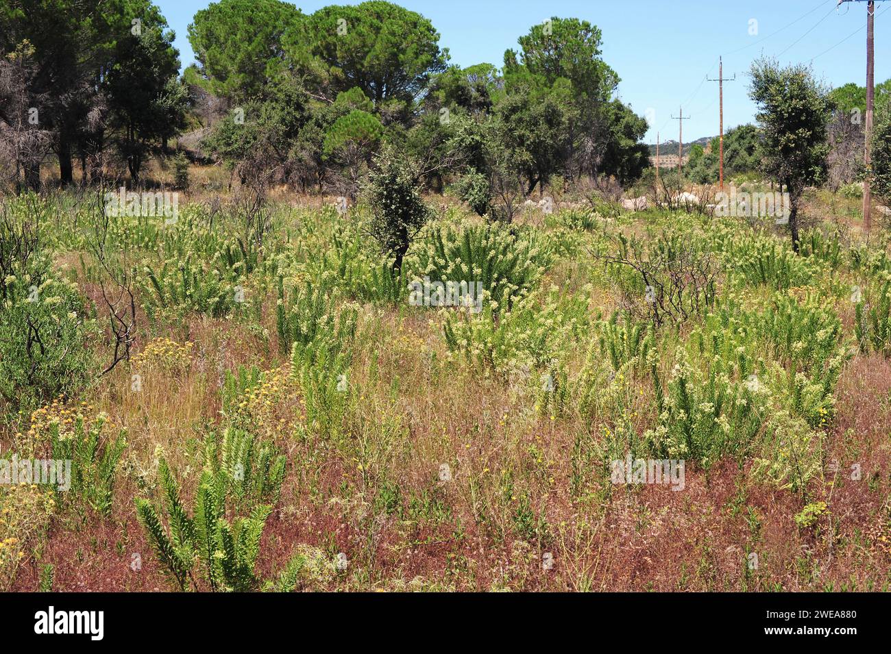 Flax-leaved daphne (Daphne gnidium) is a poisonous evergreen shrub native to Mediterranean Basin. This photo was taken near La Junquera, Girona provin Stock Photo