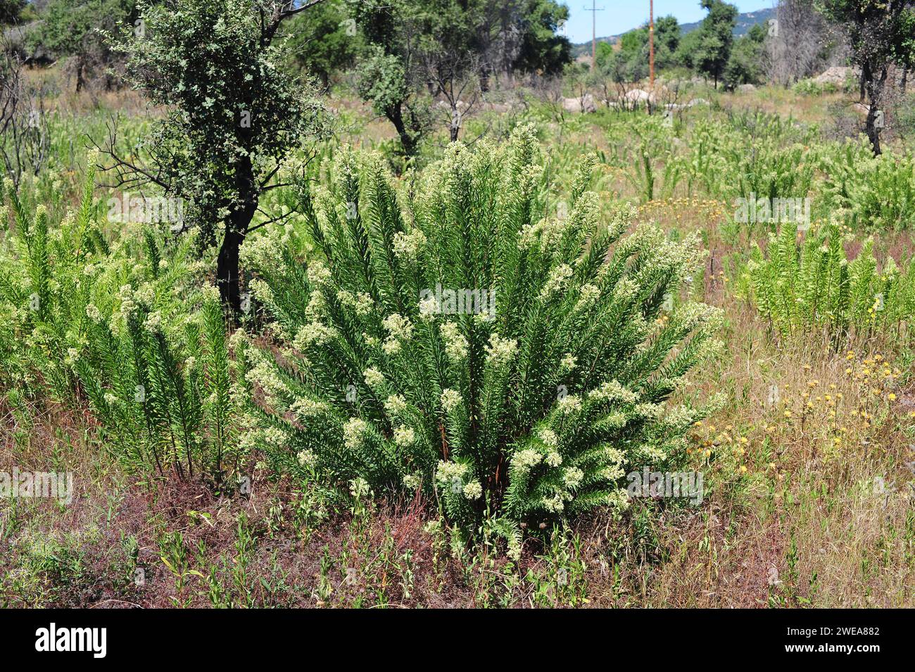Flax-leaved daphne (Daphne gnidium) is a poisonous evergreen shrub native to Mediterranean Basin. This photo was taken near La Junquera, Girona provin Stock Photo