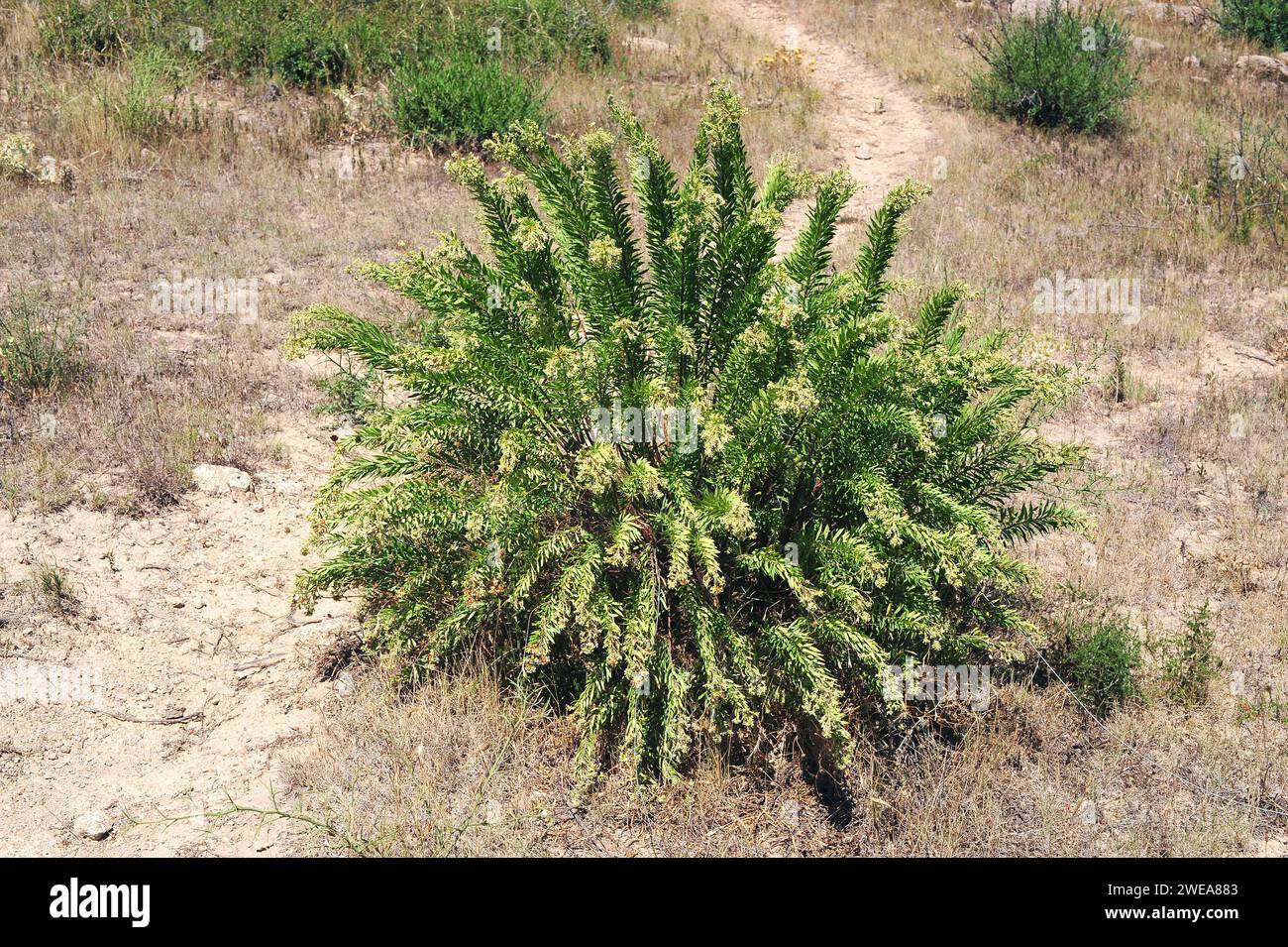 Flax-leaved daphne (Daphne gnidium) is a poisonous evergreen shrub native to Mediterranean Basin. This photo was taken in Cap Ras, Girona province, Ca Stock Photo