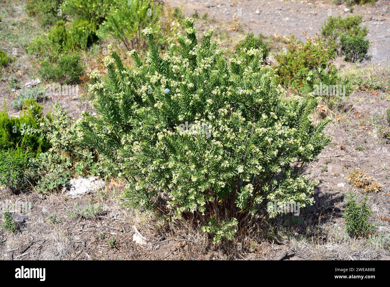 Flax-leaved daphne (Daphne gnidium) is a poisonous evergreen shrub native to Mediterranean Basin. This photo was taken near Les Alberes, Girona provin Stock Photo
