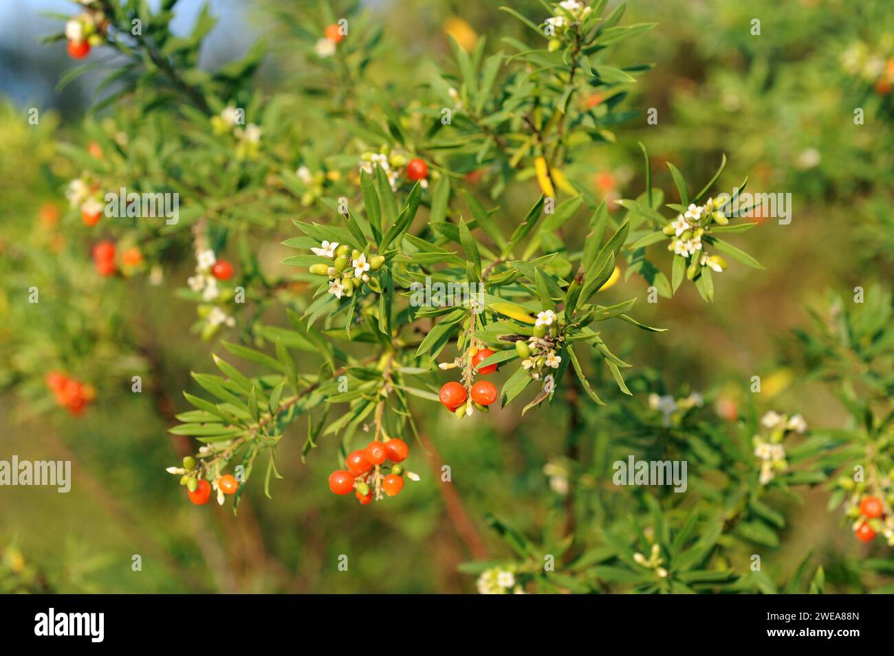 Flax-leaved daphne (Daphne gnidium) is a poisonous evergreen shrub native to Mediterranean Basin. This photo was taken near Les Alberes, Girona provin Stock Photo