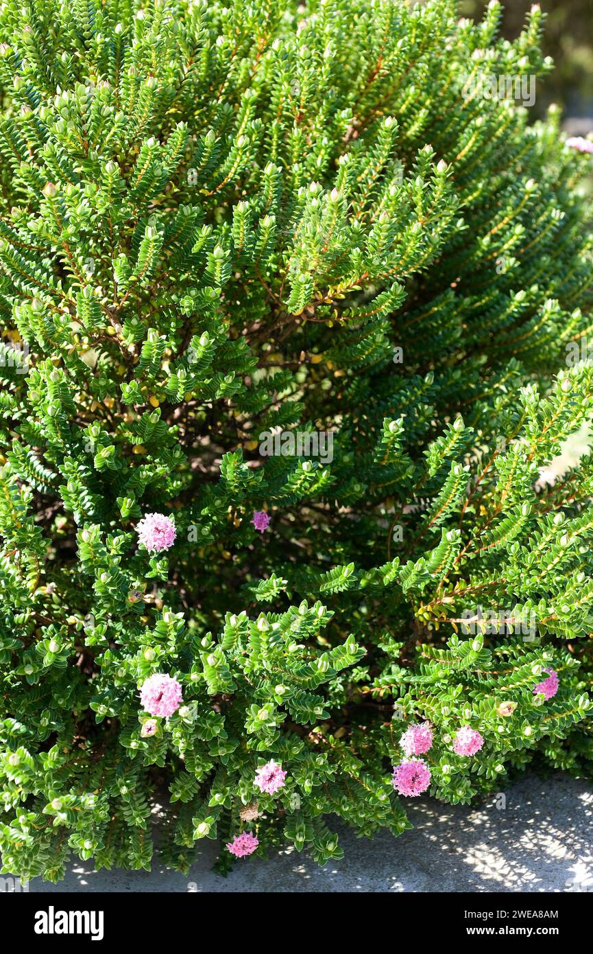 Rice flower (Pimelea ferruginea) is a perennial shrub native to ...