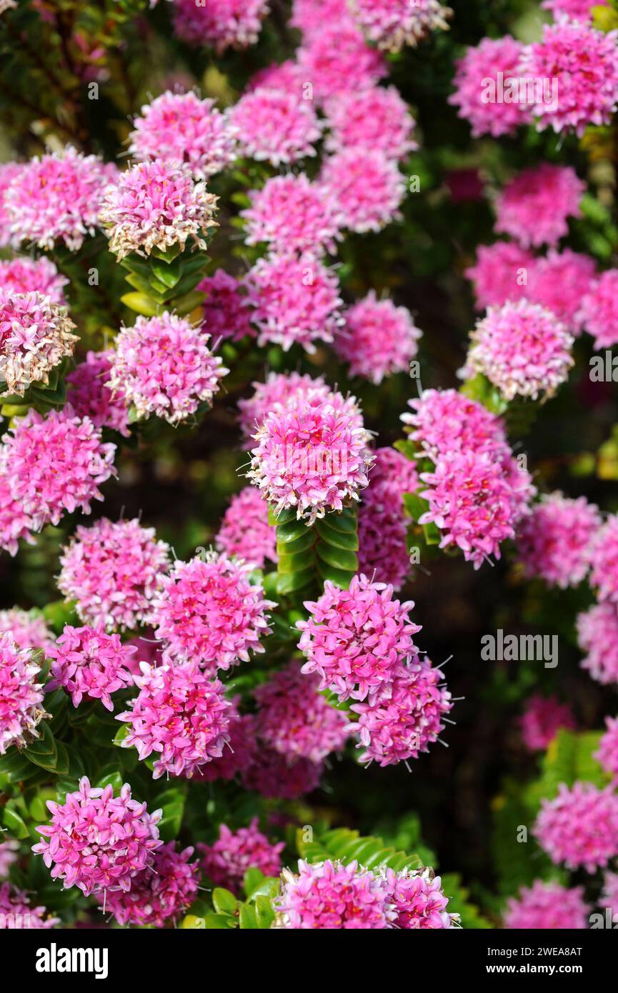 Rice flower (Pimelea ferruginea) is a perennial shrub native to ...