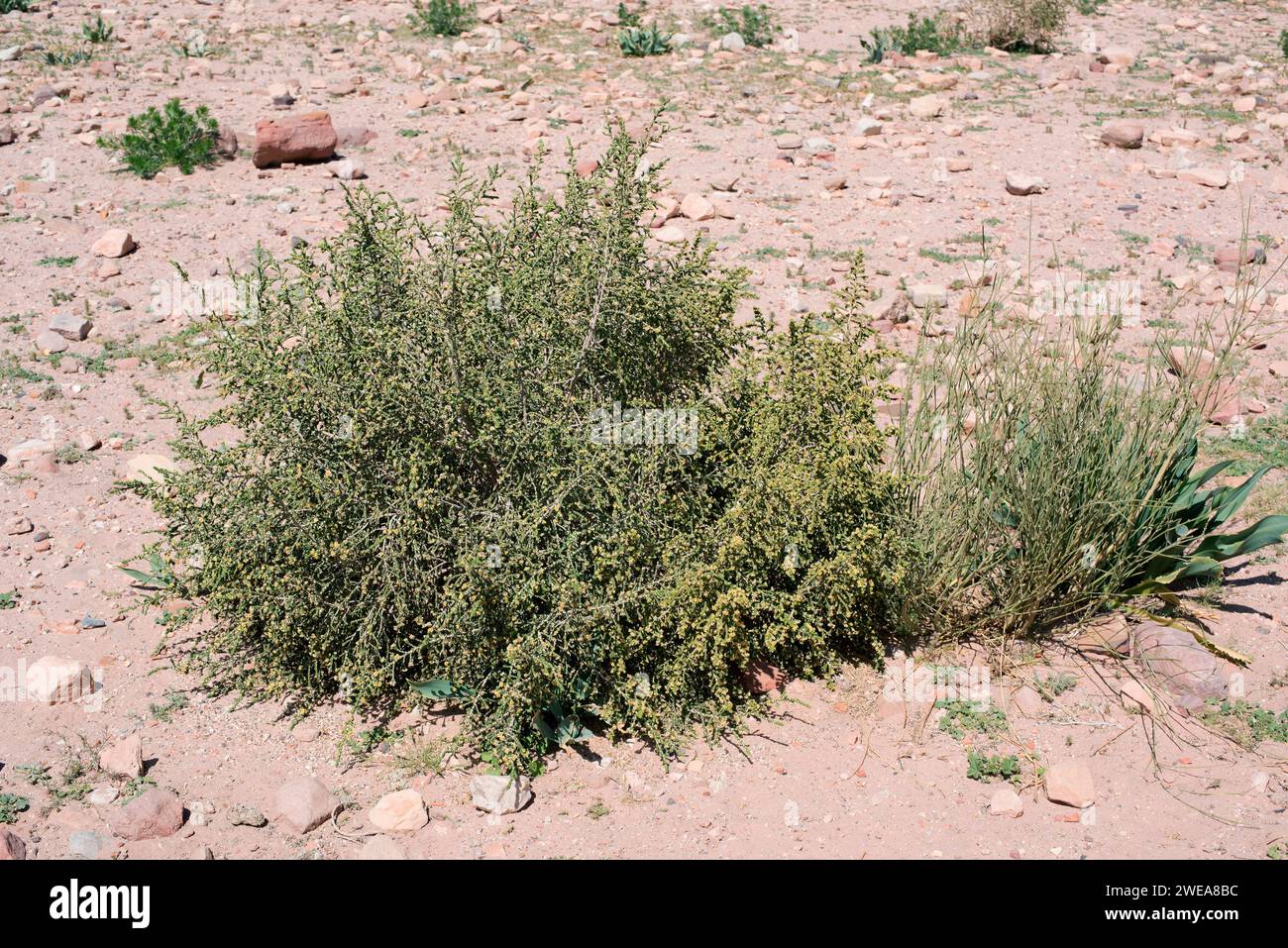 Mitnan (Thymelaea hirsuta) is a perennial shrub native to Mediterranean Basin coasts. This photo was taken in Jordan. Stock Photo