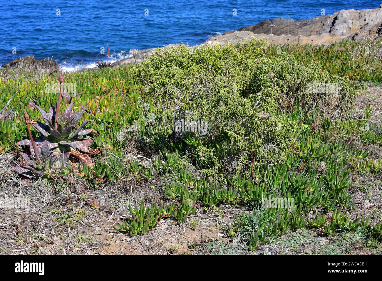 Boalaga (Thymelaea hirsuta) is a perennial shrub native to Mediterranean Basin coasts. Next to Thymelaea are invasive plants as Mesembryanthemum eduli Stock Photo