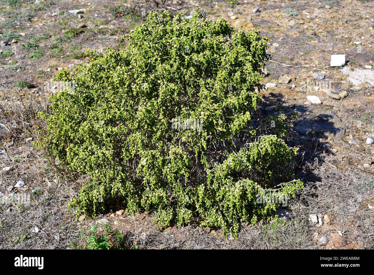 Boalaga (Thymelaea hirsuta) is a perennial shrub native to Mediterranean Basin coasts. This photo was taken in Port de la Selva, Girona province, Cata Stock Photo
