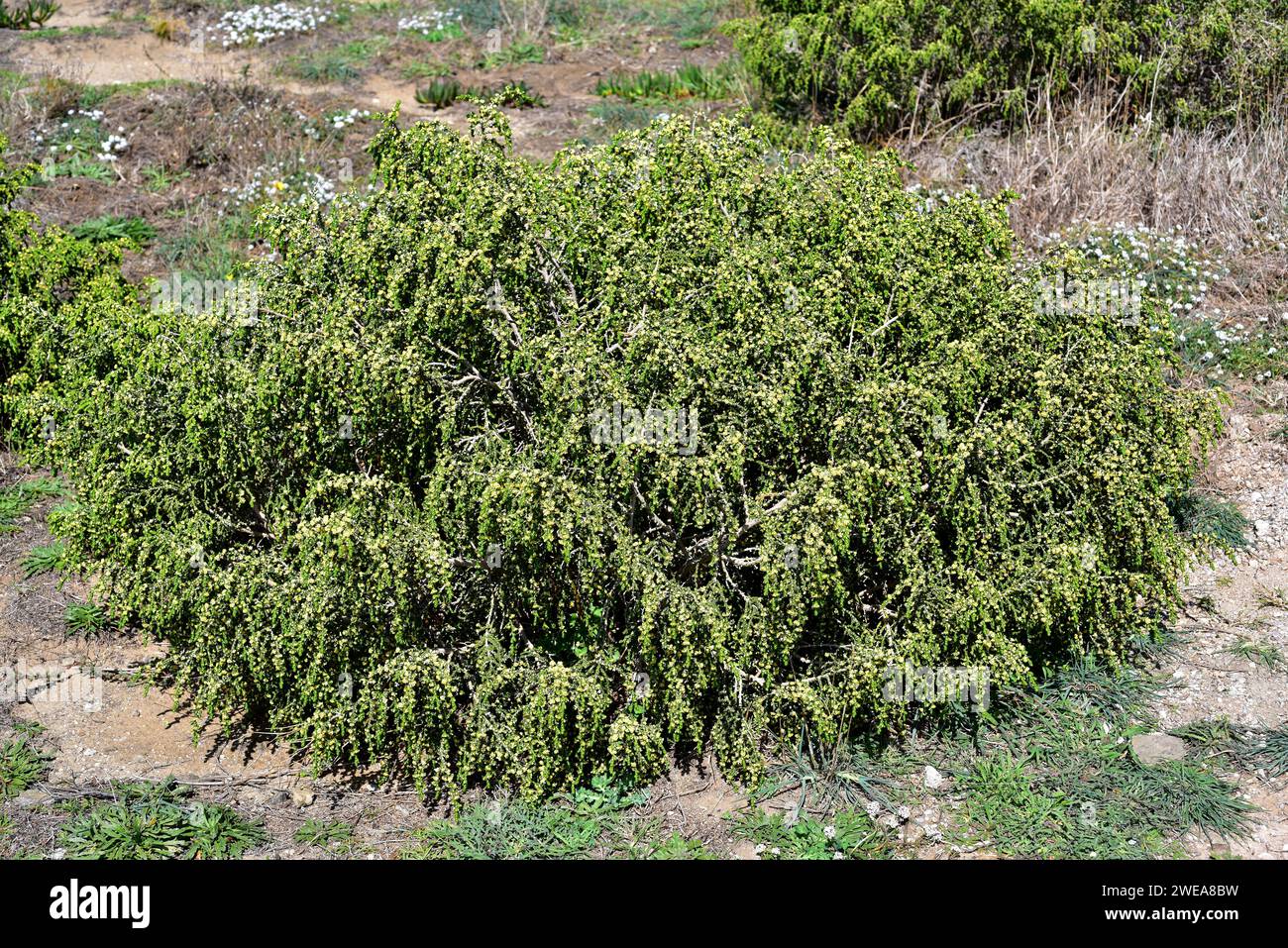 Boalaga (Thymelaea hirsuta) is a perennial shrub native to Mediterranean Basin coasts. This photo was taken in Port de la Selva, Girona province, Cata Stock Photo