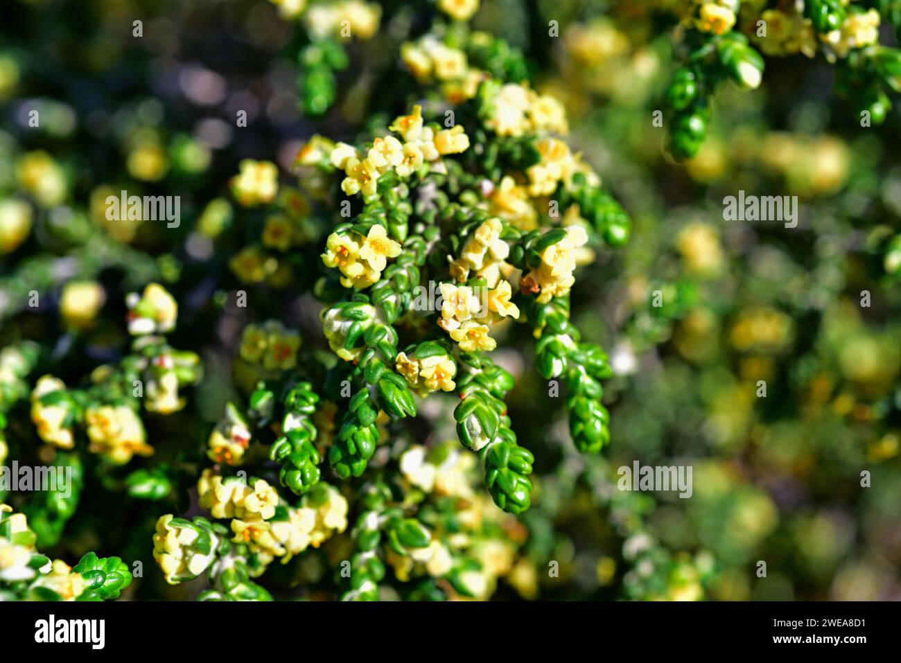 Boalaga (Thymelaea hirsuta) is a perennial shrub native to Mediterranean Basin coasts. Flowers and leaves detail. This photo was taken in Port de la S Stock Photo