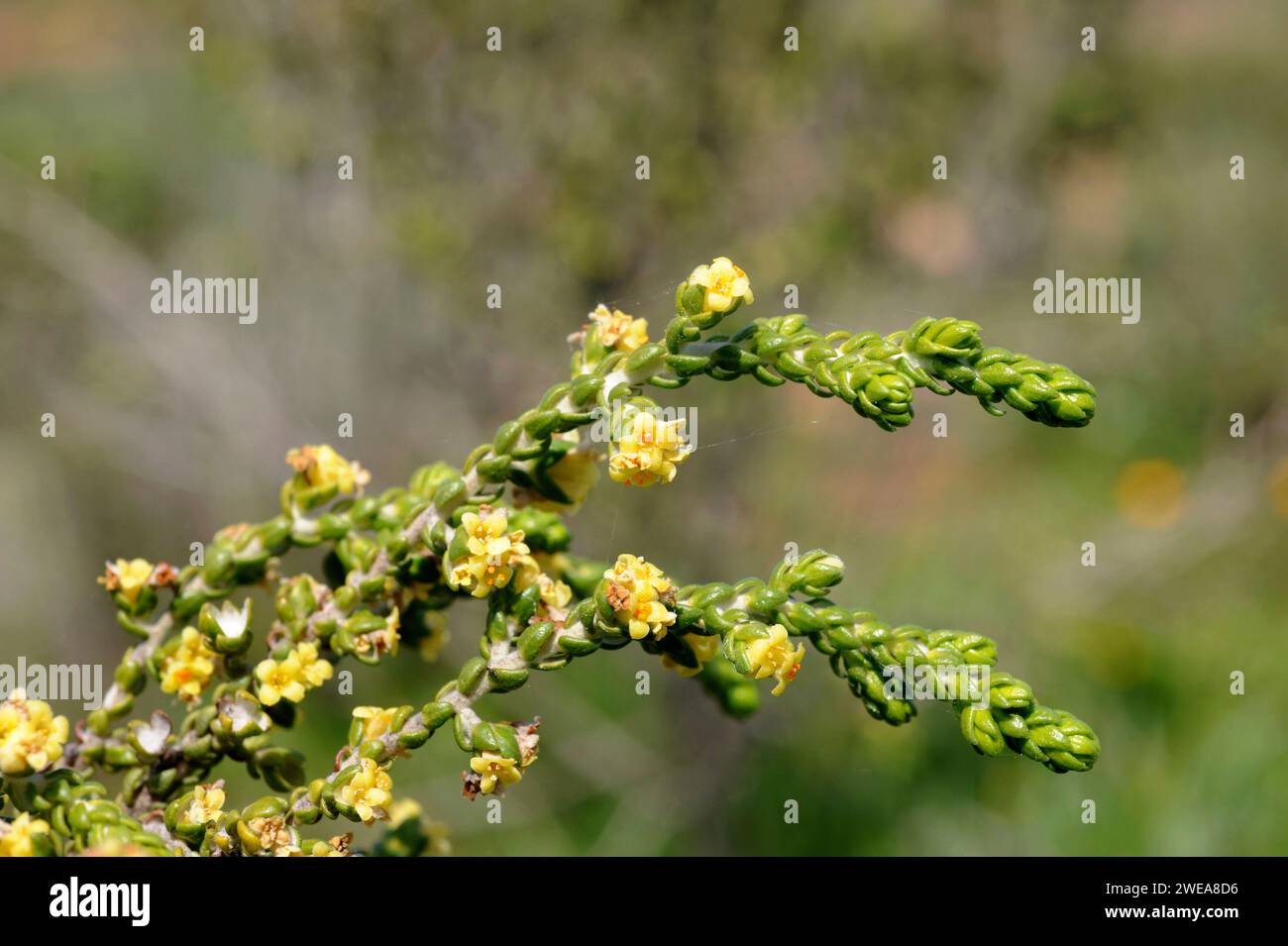 Boalaga (Thymelaea hirsuta) is a perennial shrub native to Mediterranean Basin coasts. This photo was taken in Sorbas, Almeria province, Andalucia, Sp Stock Photo