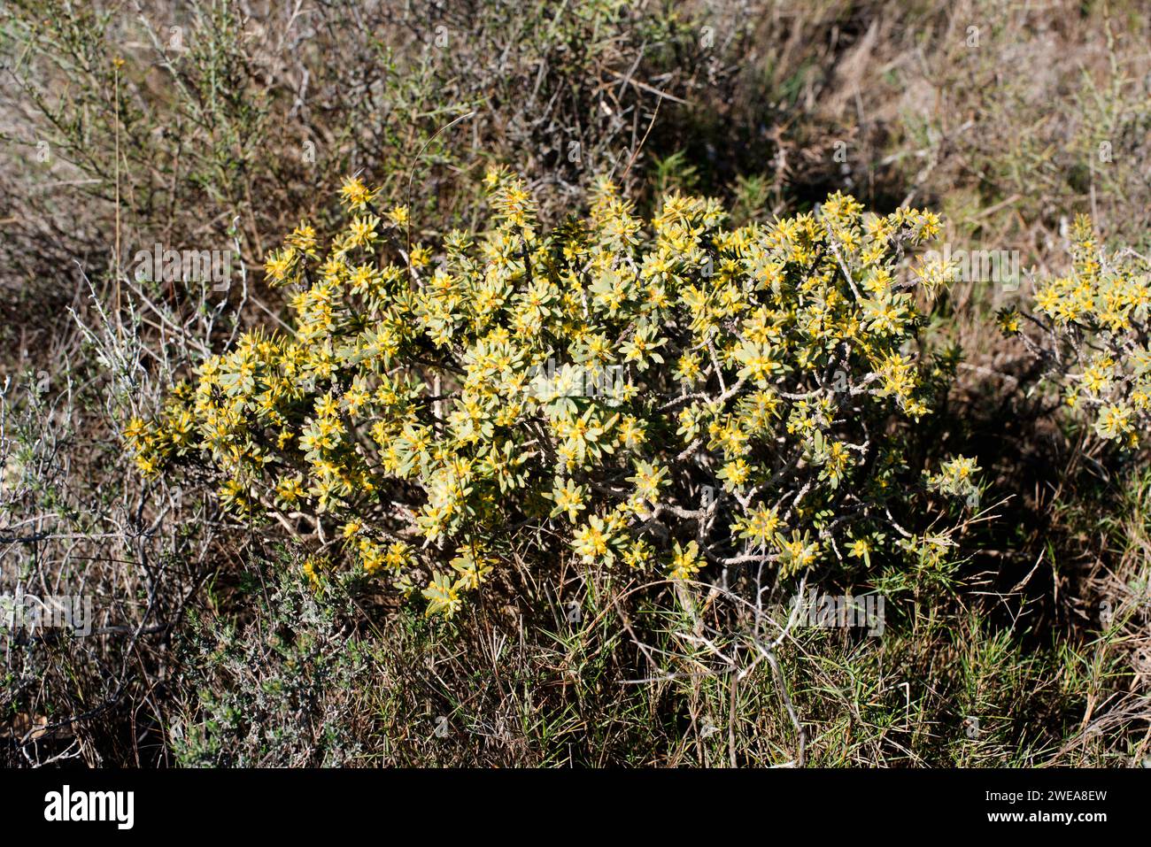 Bufalaga (Thymelaea tinctoria or Passerina tinctoria) is a perennial shrub native to eastern Spain (Catalonia and Comunidad Valenciana). This photo wa Stock Photo