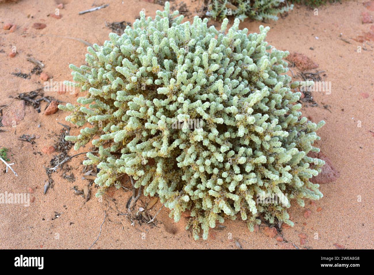 Torvisco blanco (Thymelaea velutina, T. myrtifolia or Passerina velutina) is a perennial shrub endemic to Mallorca and Menorca, Balearic Islands, Spai Stock Photo