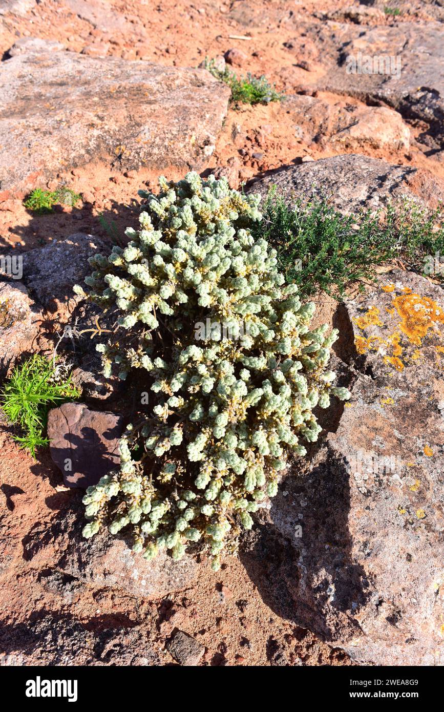 Torvisco blanco (Thymelaea velutina, T. myrtifolia or Passerina velutina) is a perennial shrub endemic to Mallorca and Menorca, Balearic Islands, Spai Stock Photo