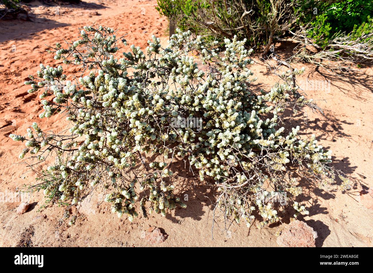 Torvisco blanco (Thymelaea velutina, T. myrtifolia or Passerina velutina) is a perennial shrub endemic to Mallorca and Menorca, Balearic Islands, Spai Stock Photo