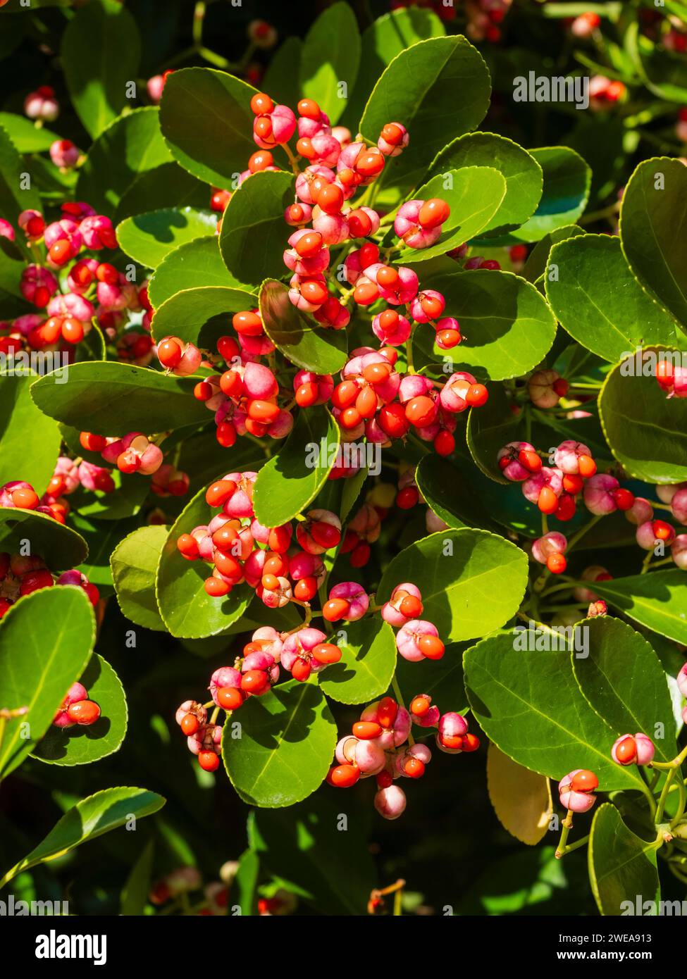 Winter fruit and seeds of the Japanese spindle tree, Euonymus japonicus Stock Photo