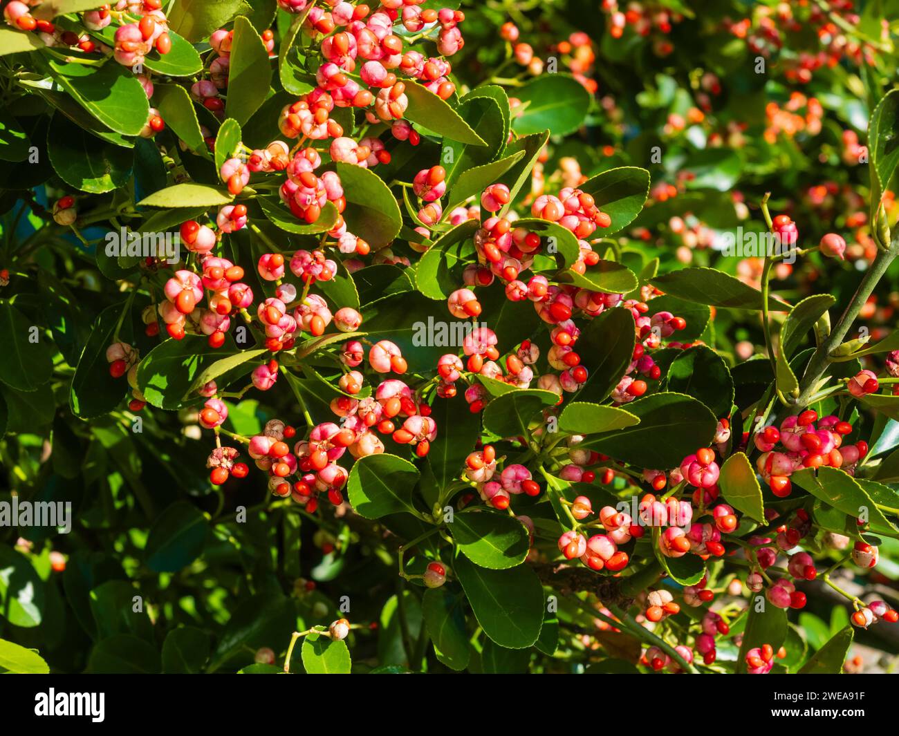 Winter fruit and seeds of the Japanese spindle tree, Euonymus japonicus Stock Photo