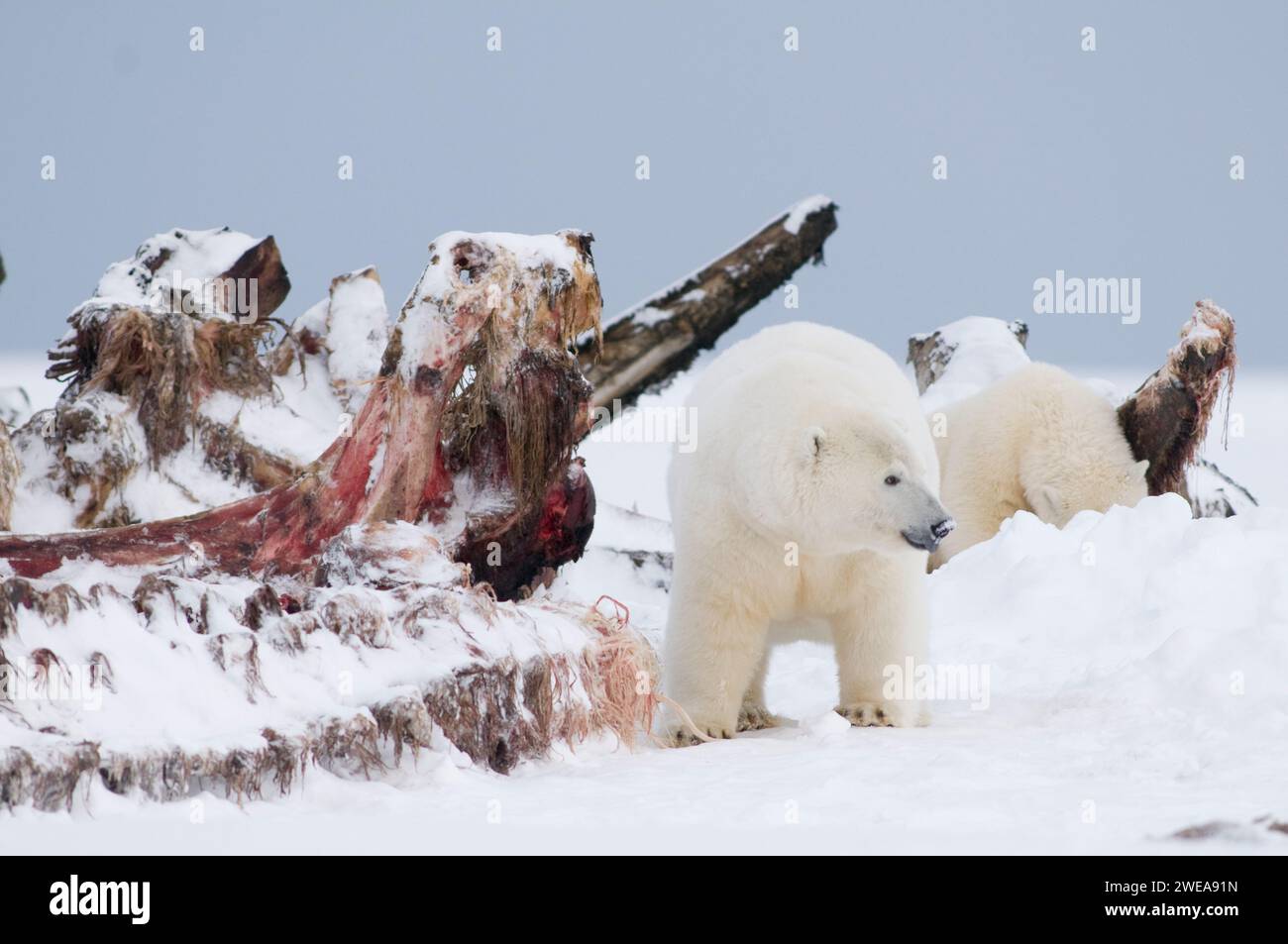 Polar Bears Ursus Maritimus Sow With Cubs Scavenging On Whale Bones For Meat And Blubber On