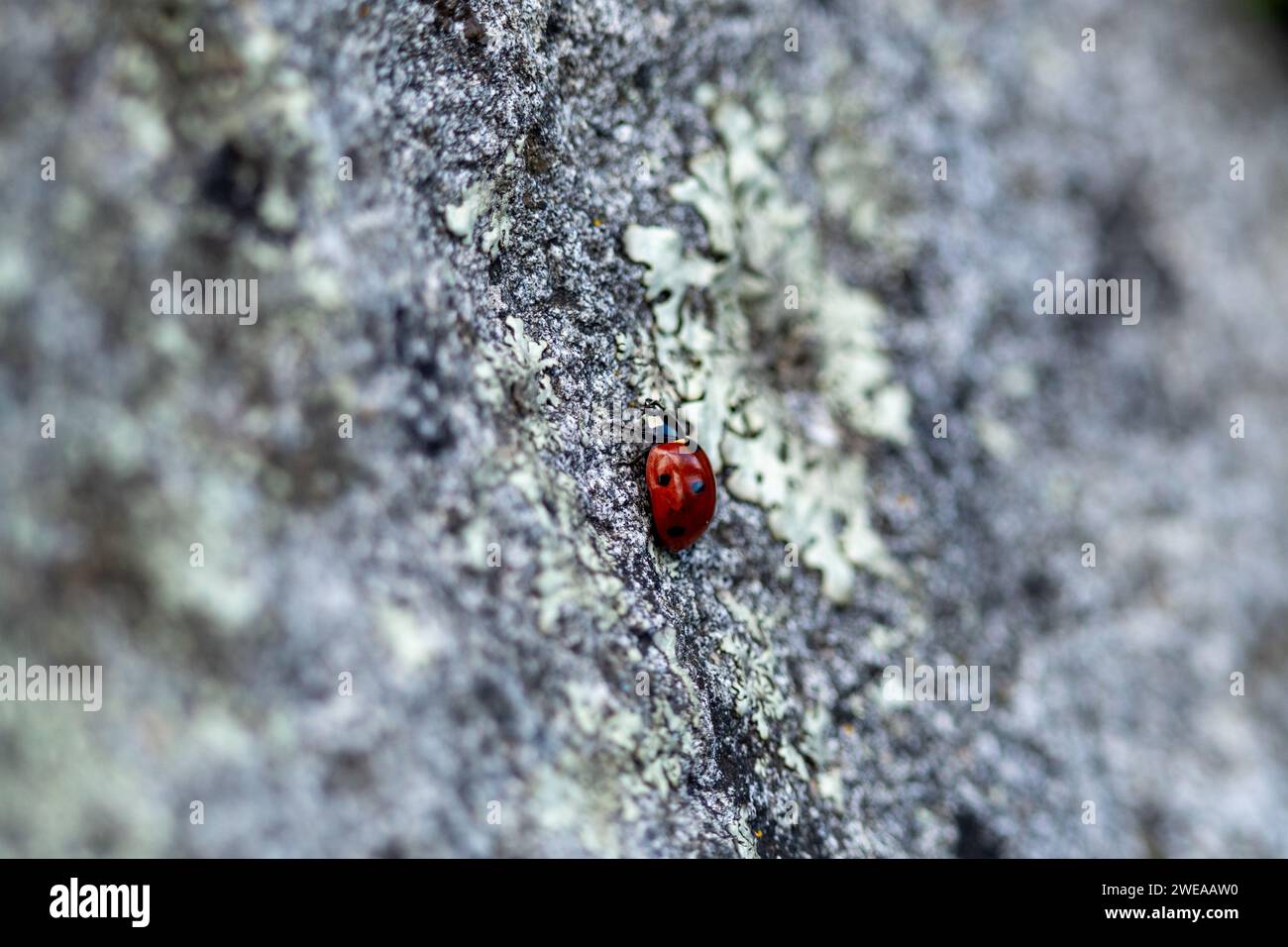 Fauna italy hi-res stock photography and images - Alamy