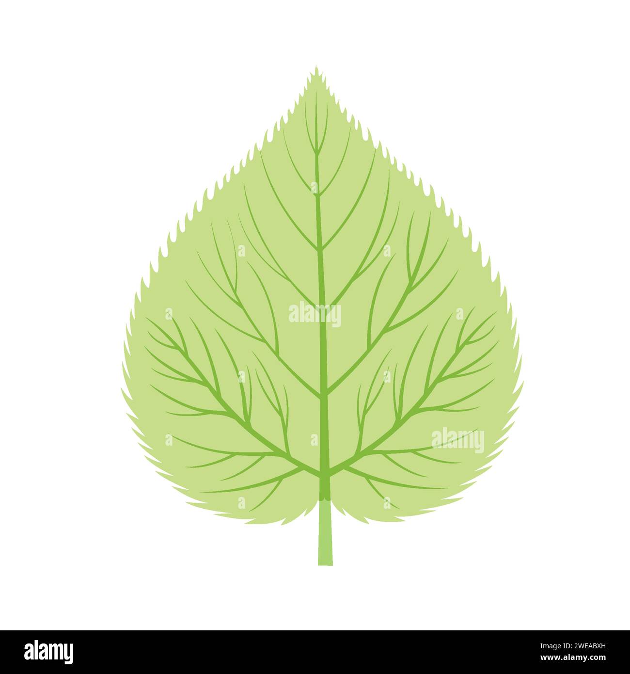 Green Linden Leaf Vector Illustration Stock Vector Image & Art - Alamy