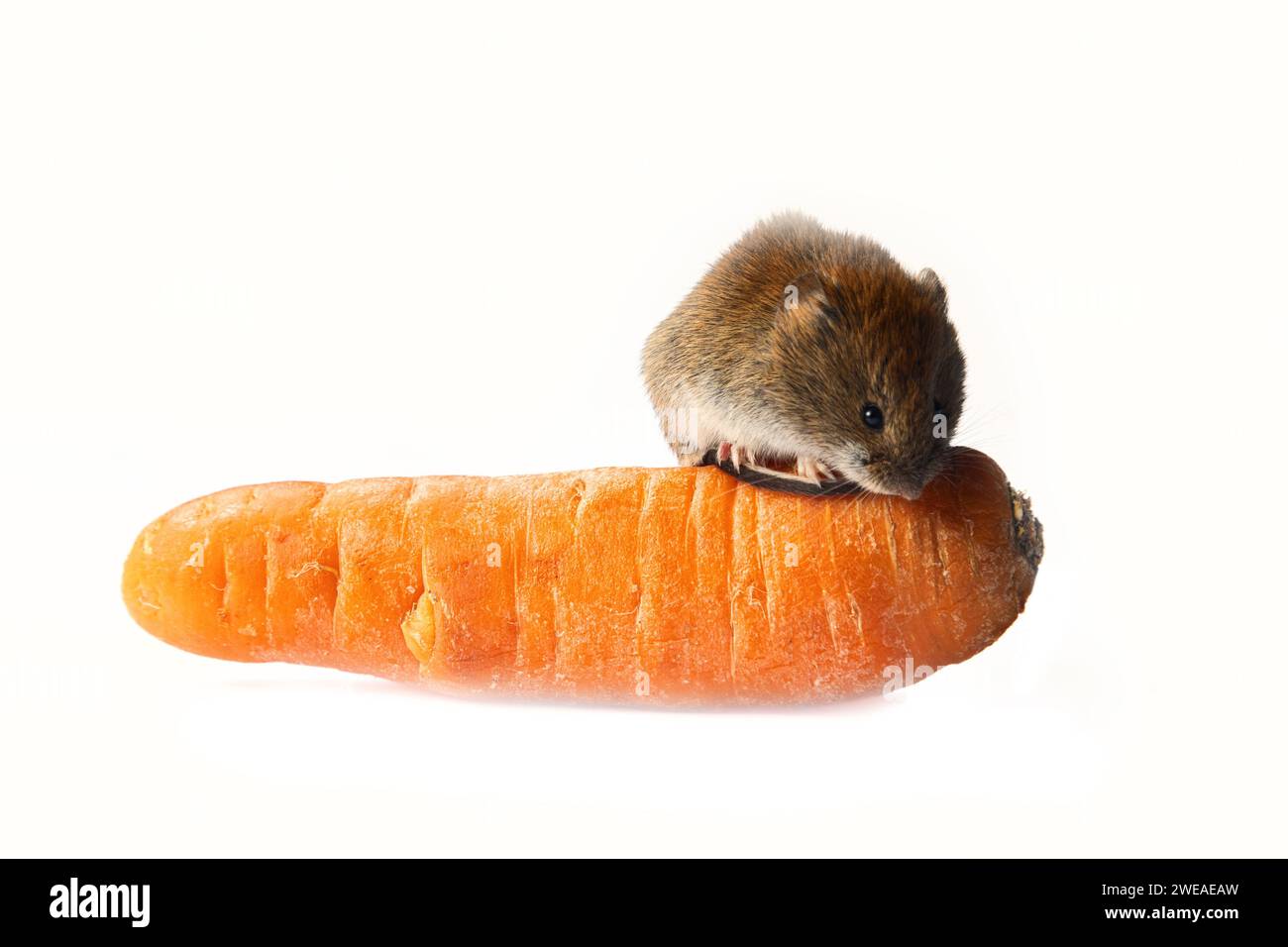 Mice severely damage vegetables in vegetable storages. Red-backed Vole ...