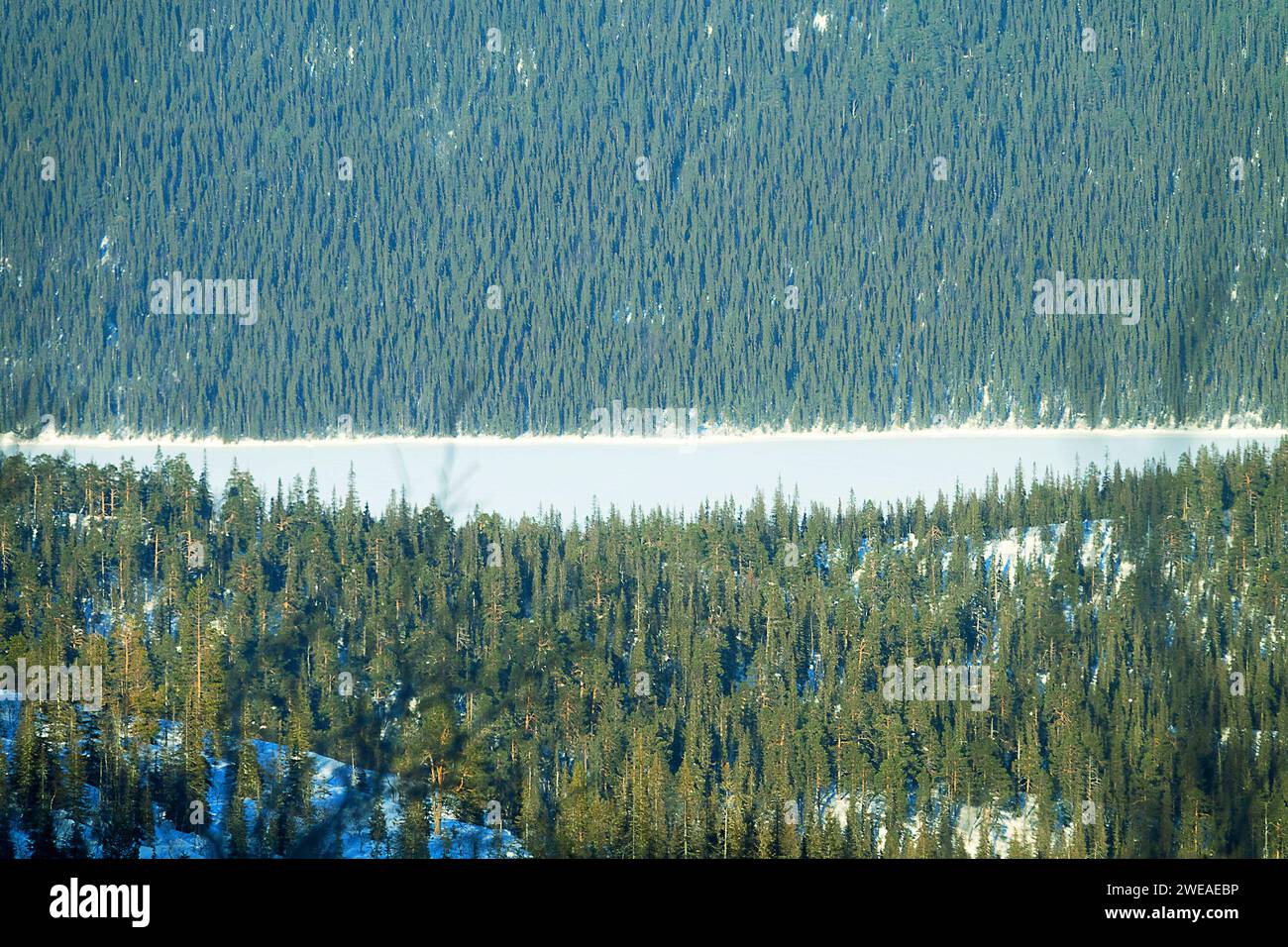 Boreal zone, bitterly cold. Coniferous forests of Canada, USA, Russia are largest terrestrial habitat (biotope) in world - taiga extends for thousands Stock Photo