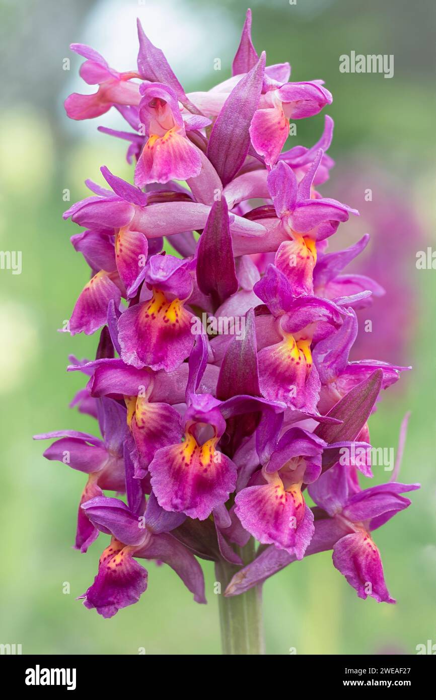 Elder-flowered orchid (Dactylorhiza sambucina), Orchidaceae. perennial bulbous herb, wild plant. Pratomagno, Tuscany, Italy. Stock Photo