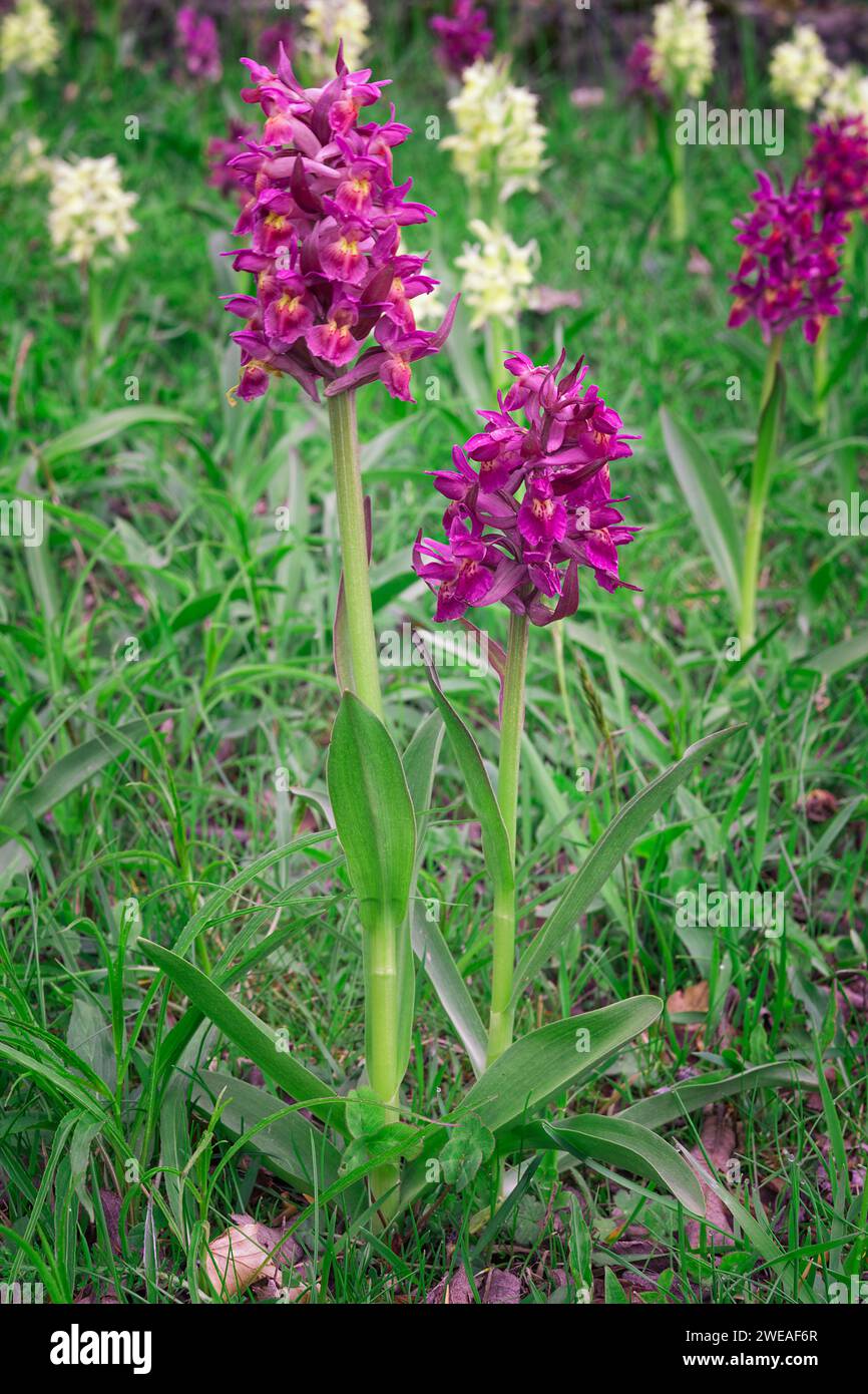 Elder-flowered orchid (Dactylorhiza sambucina), Orchidaceae. perennial bulbous herb, wild plant. Pratomagno, Tuscany, Italy. Stock Photo