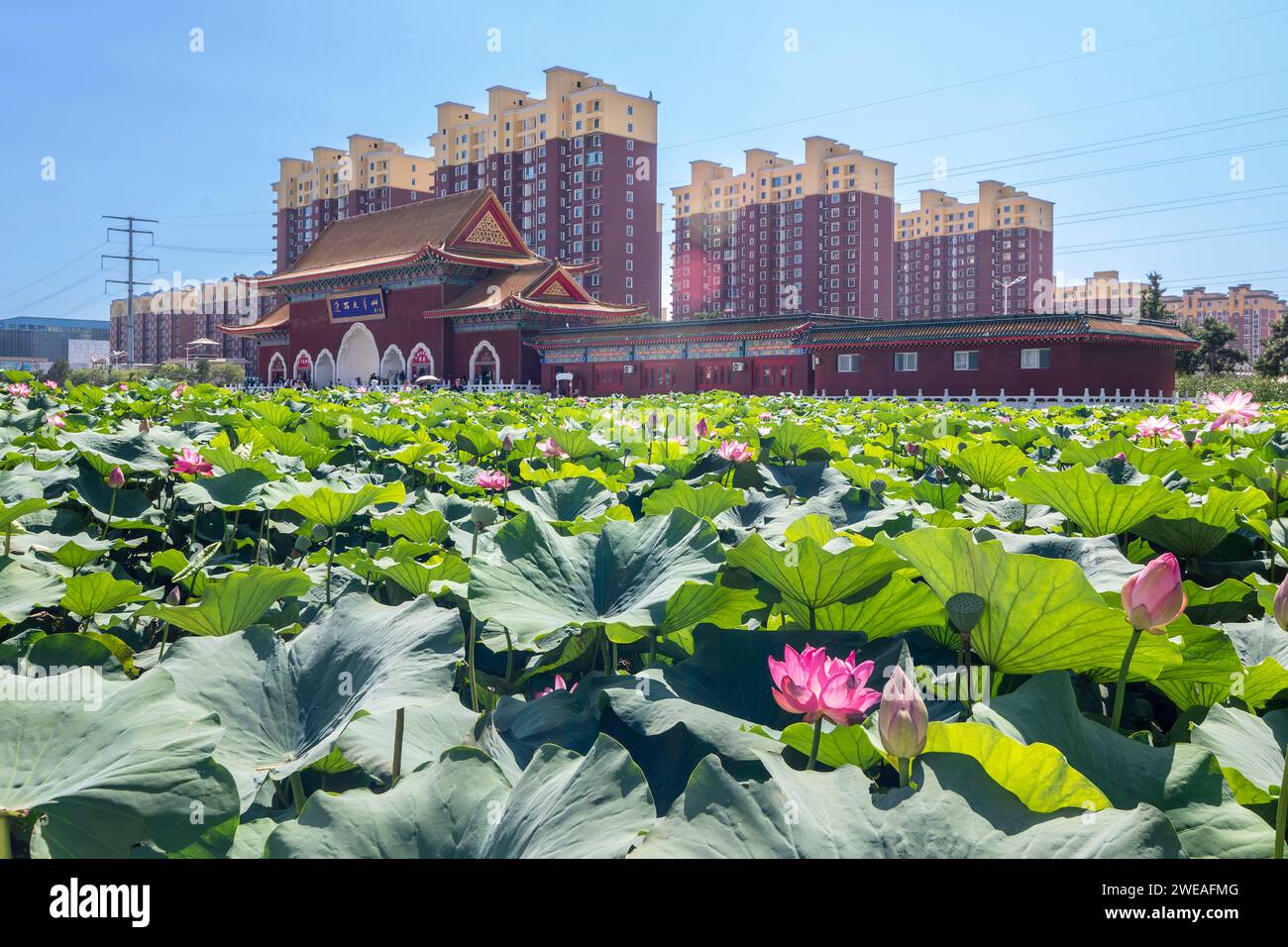Jinzhou, Jiuhua Mountain,Liaoning,Linghai,Little Potala Palace,People's Republic of China,water lilies Stock Photo