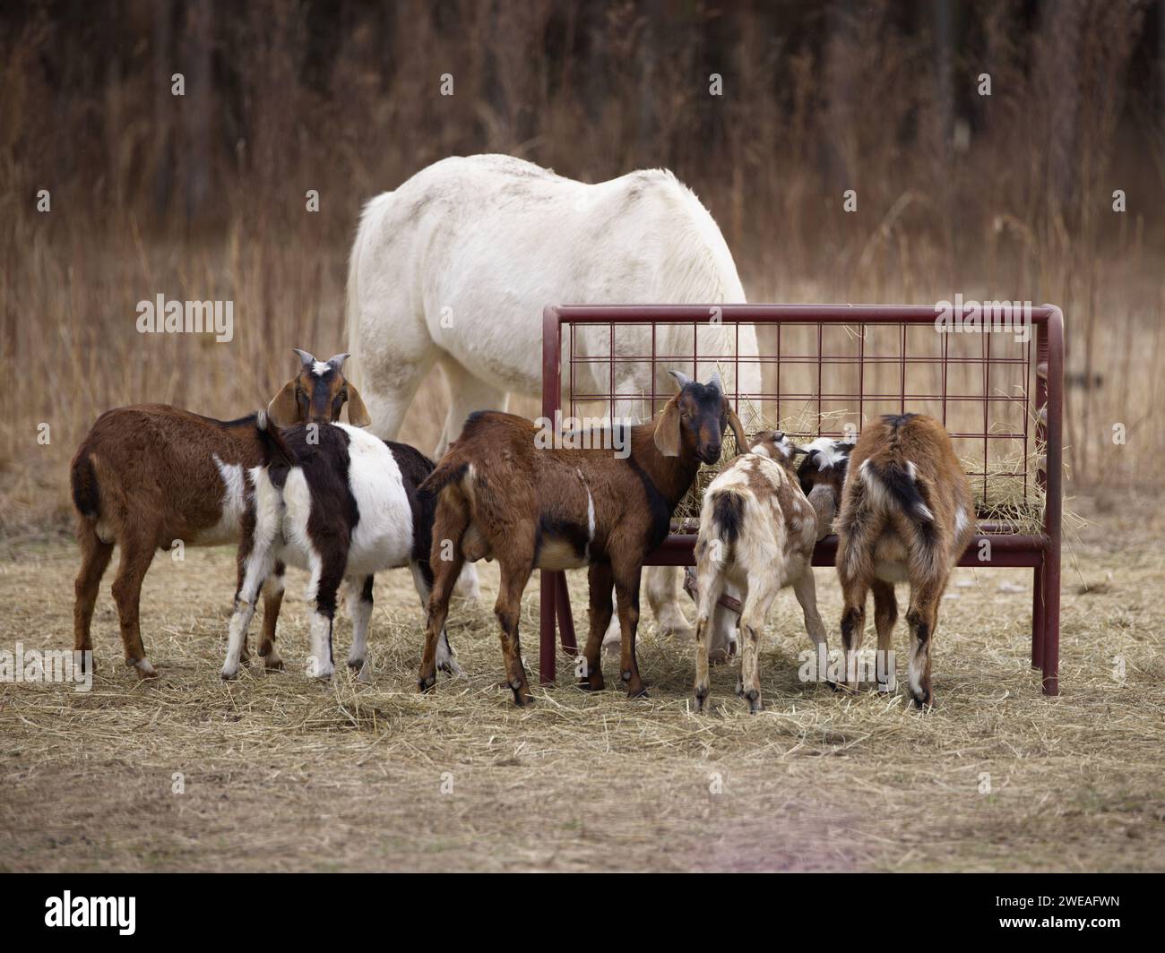 Group of Farm Animals eating dry hay from a feeder in the pasture. Horse and Goats Stock Photo