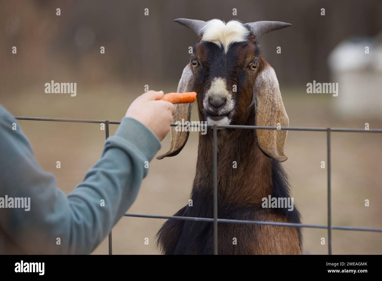 Goat eating from a persons hand Stock Photo