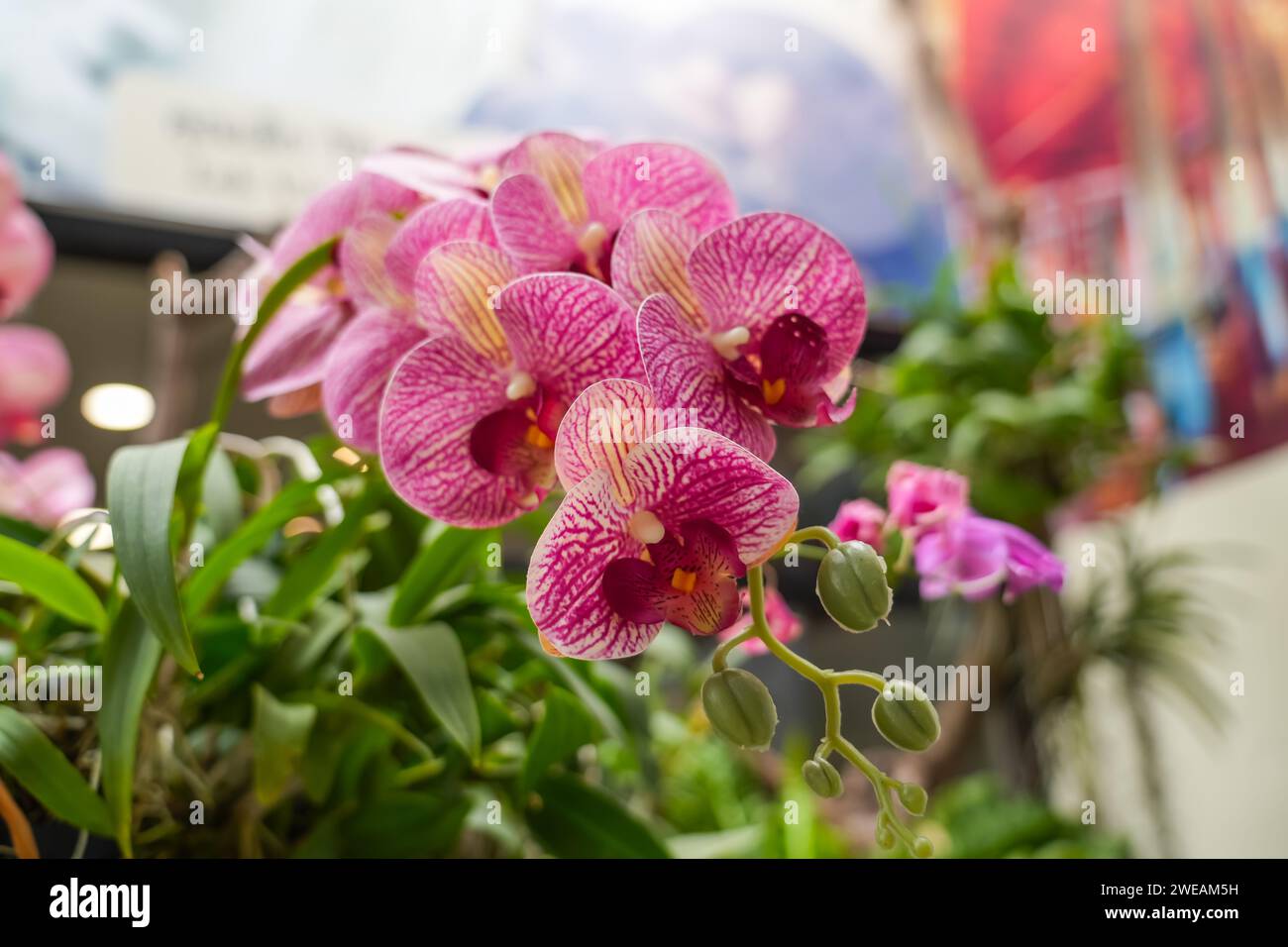 Orchids bright pink flowers hi-res stock photography and images - Alamy