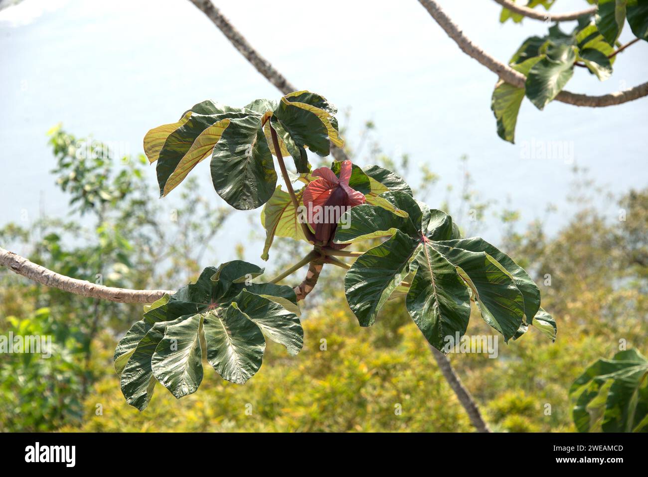 Snakewood (Cecropia peltata) is an evergreen invasive tree native to tropical Americas. This photo was taken near Paraty, Brazil. Palmate leaves detai Stock Photo