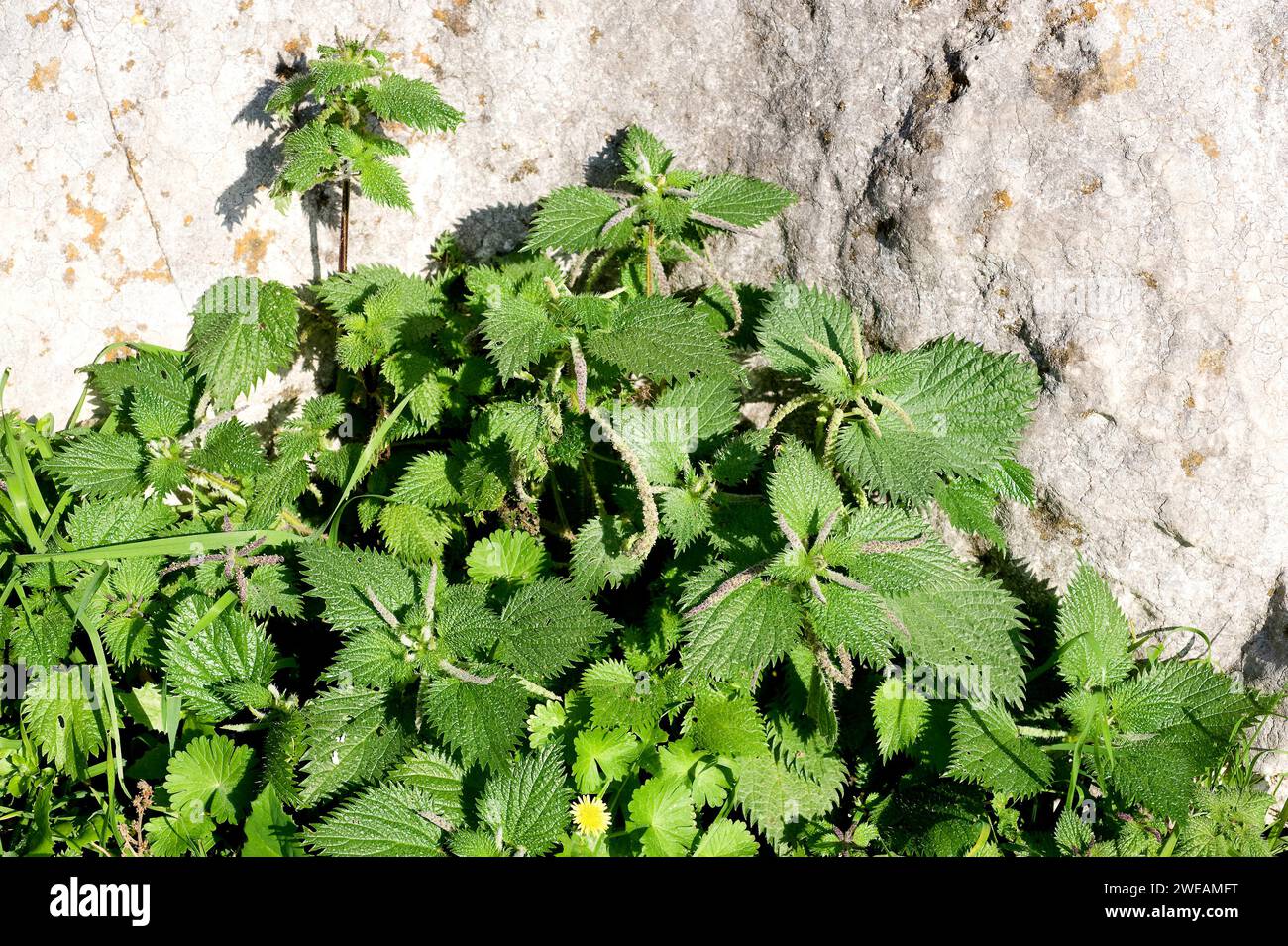 Nettle (Urtica membranacea) is an annual herb native to Mediterranean Basin coasts and Portugal. This photo was taken in Menorca, Balearic Islands, Sp Stock Photo