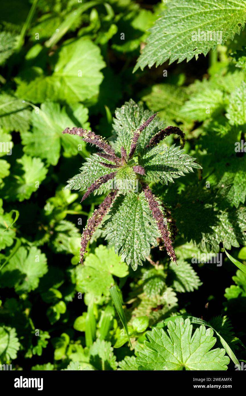 Nettle (Urtica membranacea) is an annual herb native to Mediterranean Basin coasts and Portugal. This photo was taken in Menorca, Balearic Islands, Sp Stock Photo